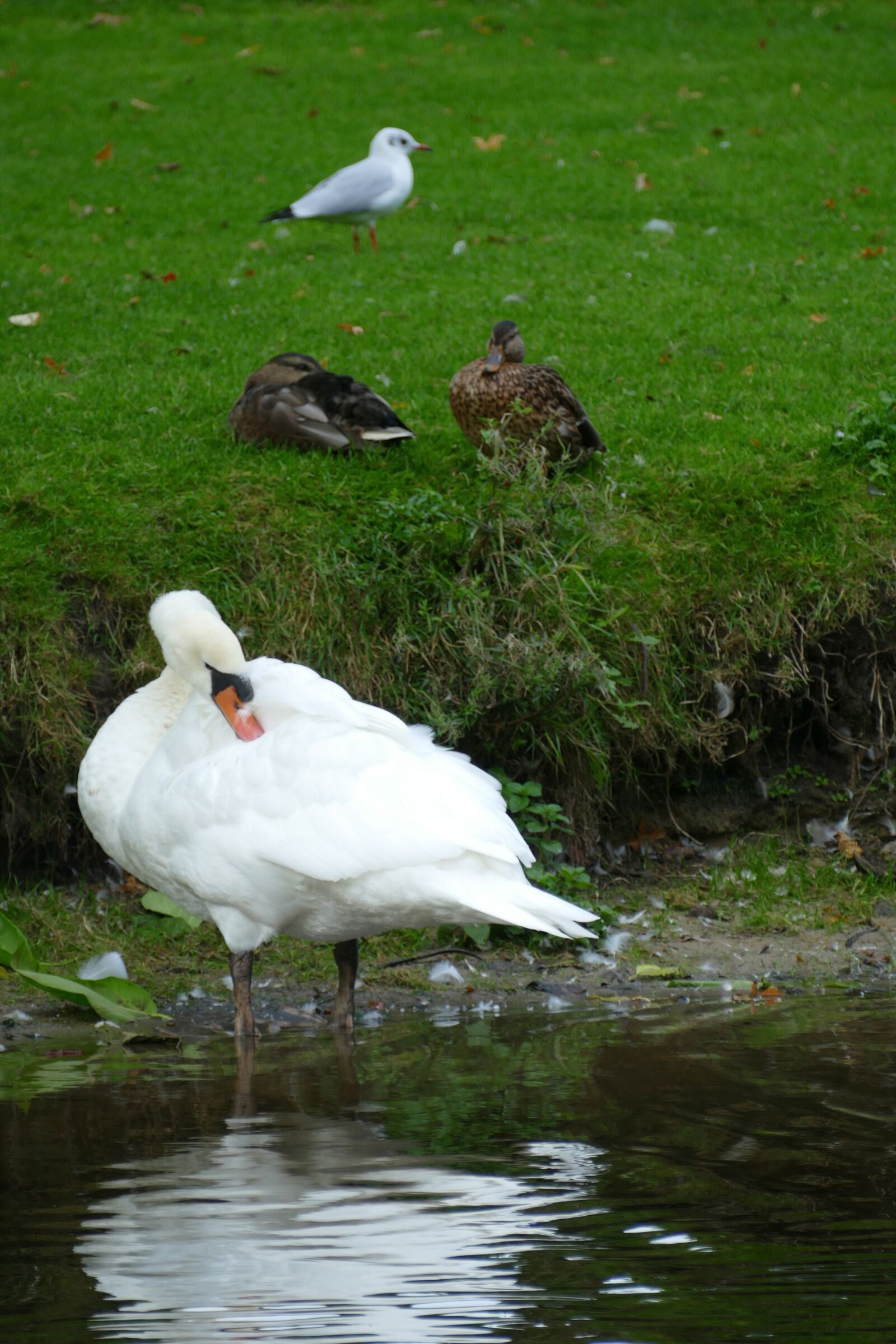 Panasonic Lumix DMC-FZ1000 sample photo. Swan, cygnus cygnus, duck photography