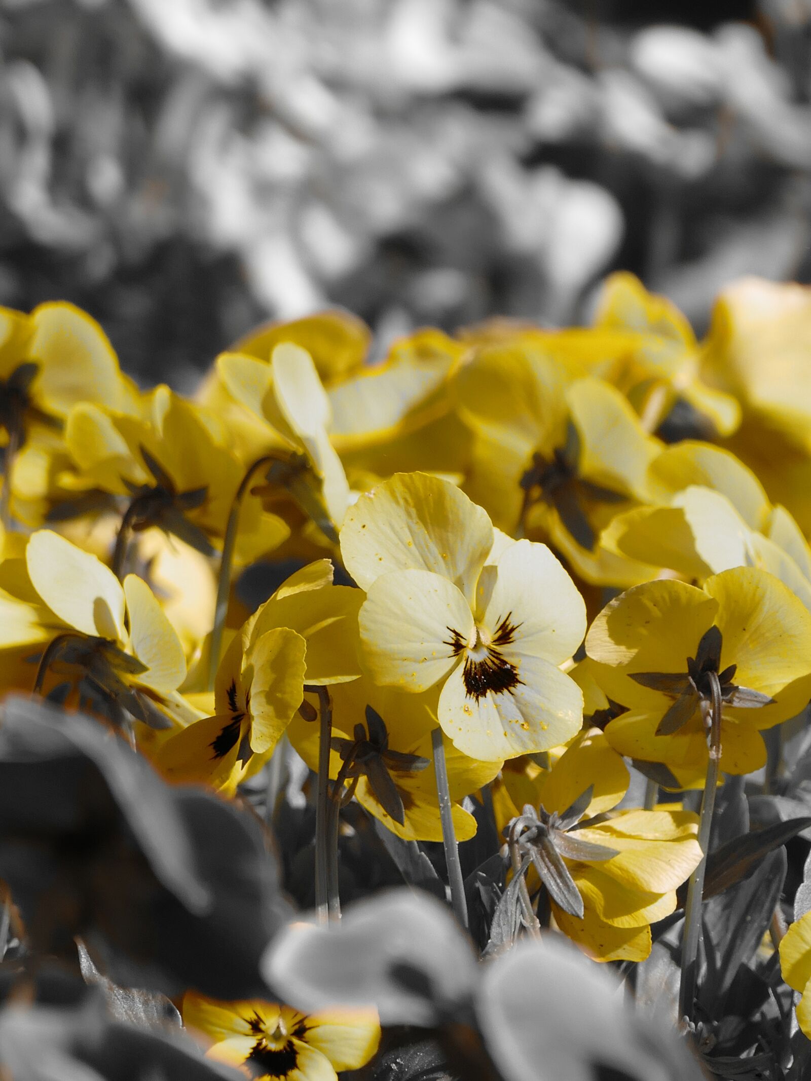 Panasonic Lumix DMC-FZ1000 sample photo. Pansy, yellow flower, nature photography