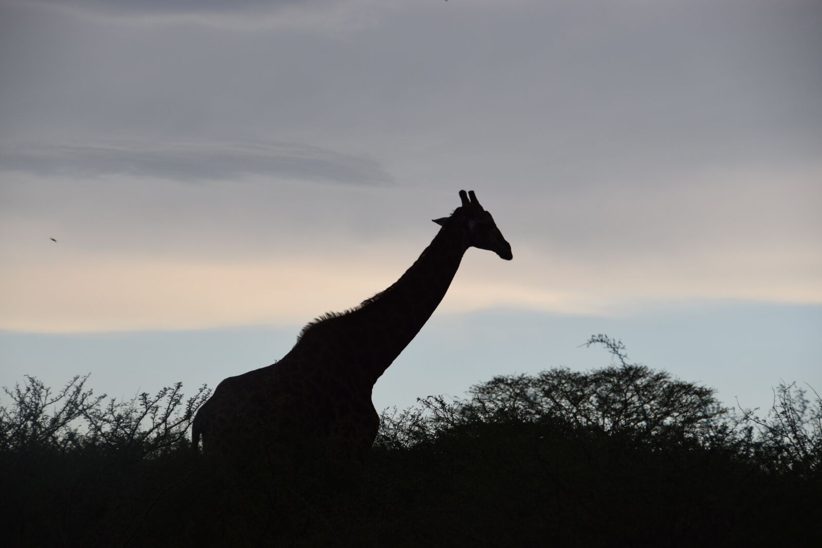 Nikon D5300 sample photo. Girafe, shadow, silhouette photography