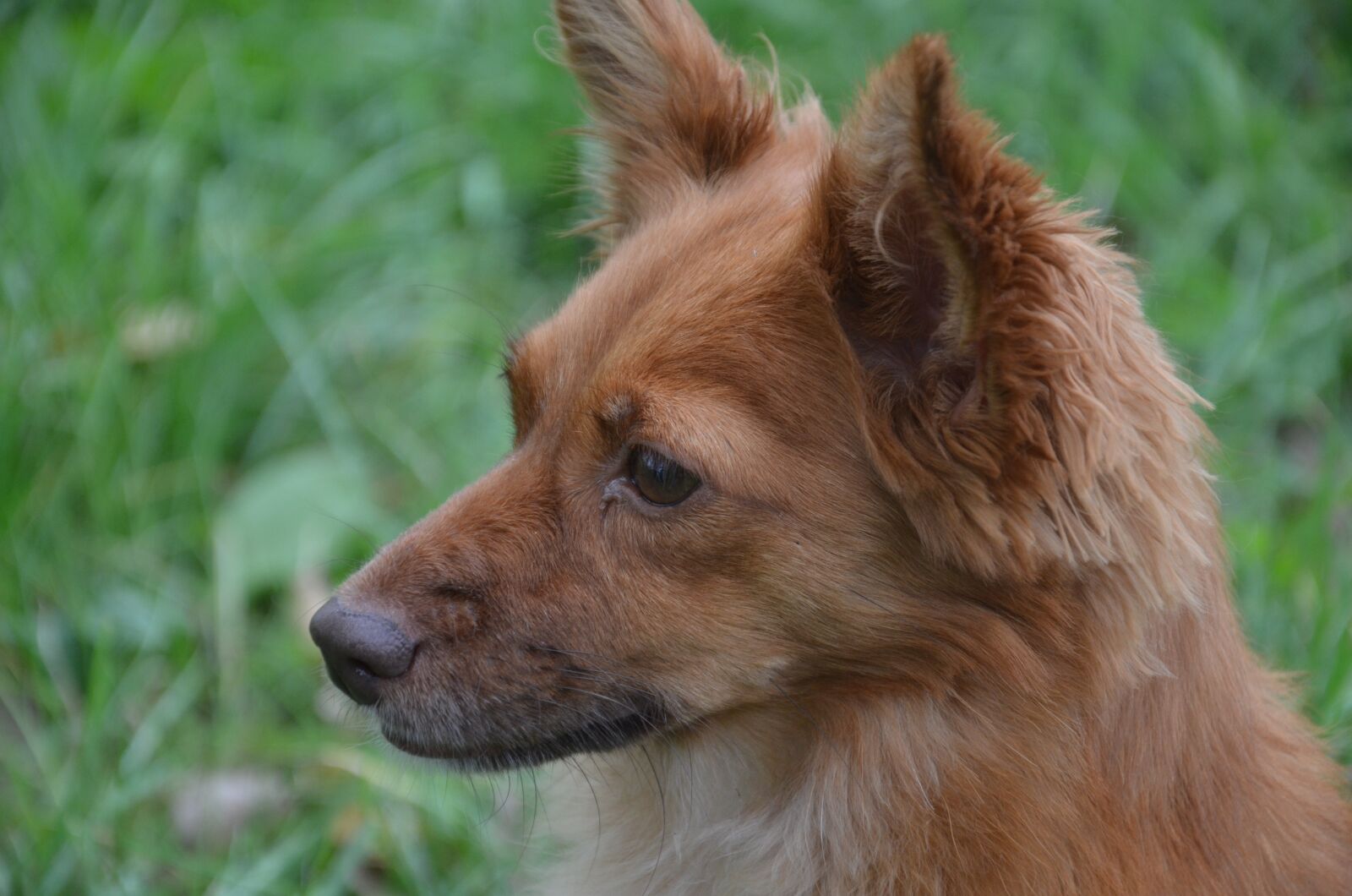 Nikon D7000 sample photo. Dog, hair, along photography