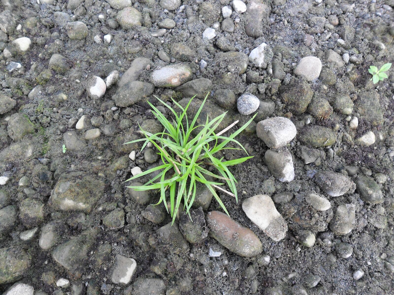 Samsung ES73 / VLUU ES73 /  SL605 sample photo. Grass, plant, sand photography