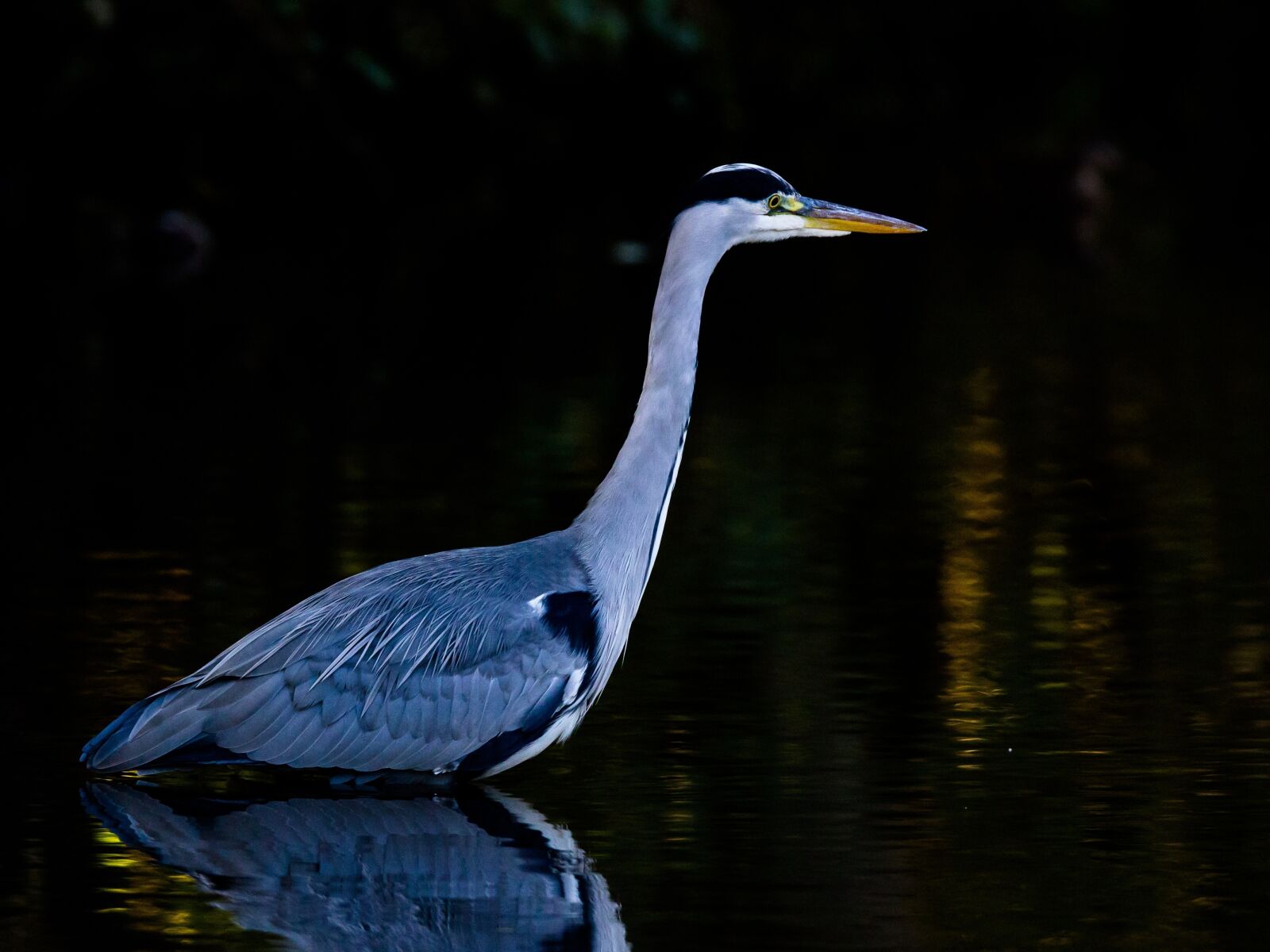 150-600mm F5-6.3 DG OS HSM | Sports 014 sample photo. Bird, water bird, nature photography