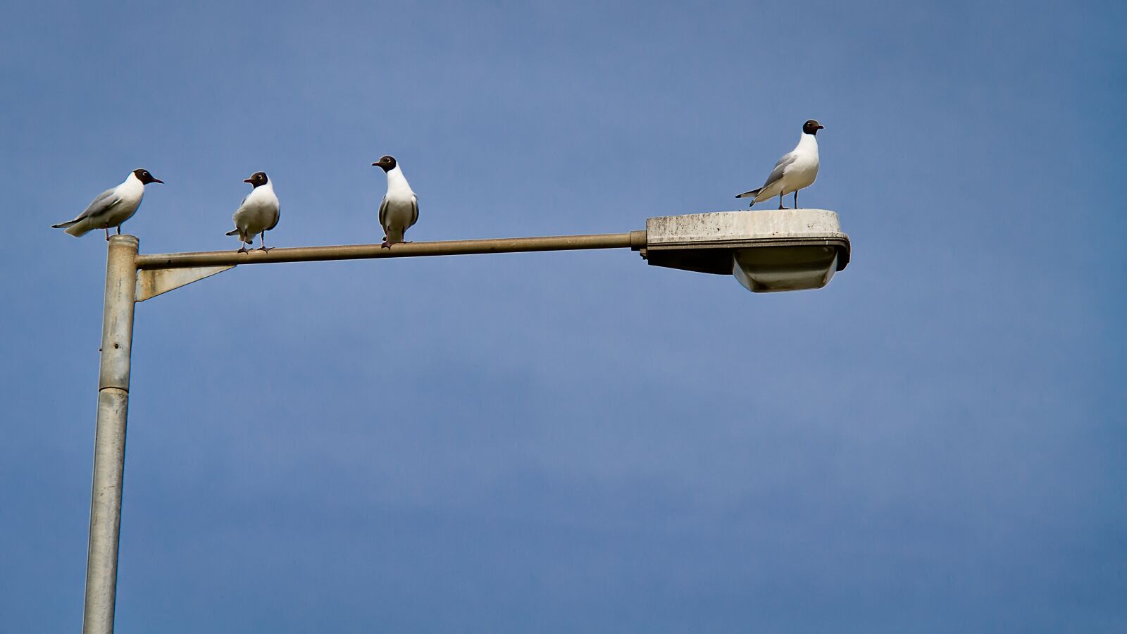 Canon EF-S 18-200mm F3.5-5.6 IS sample photo. Gossip, gull, seagull photography