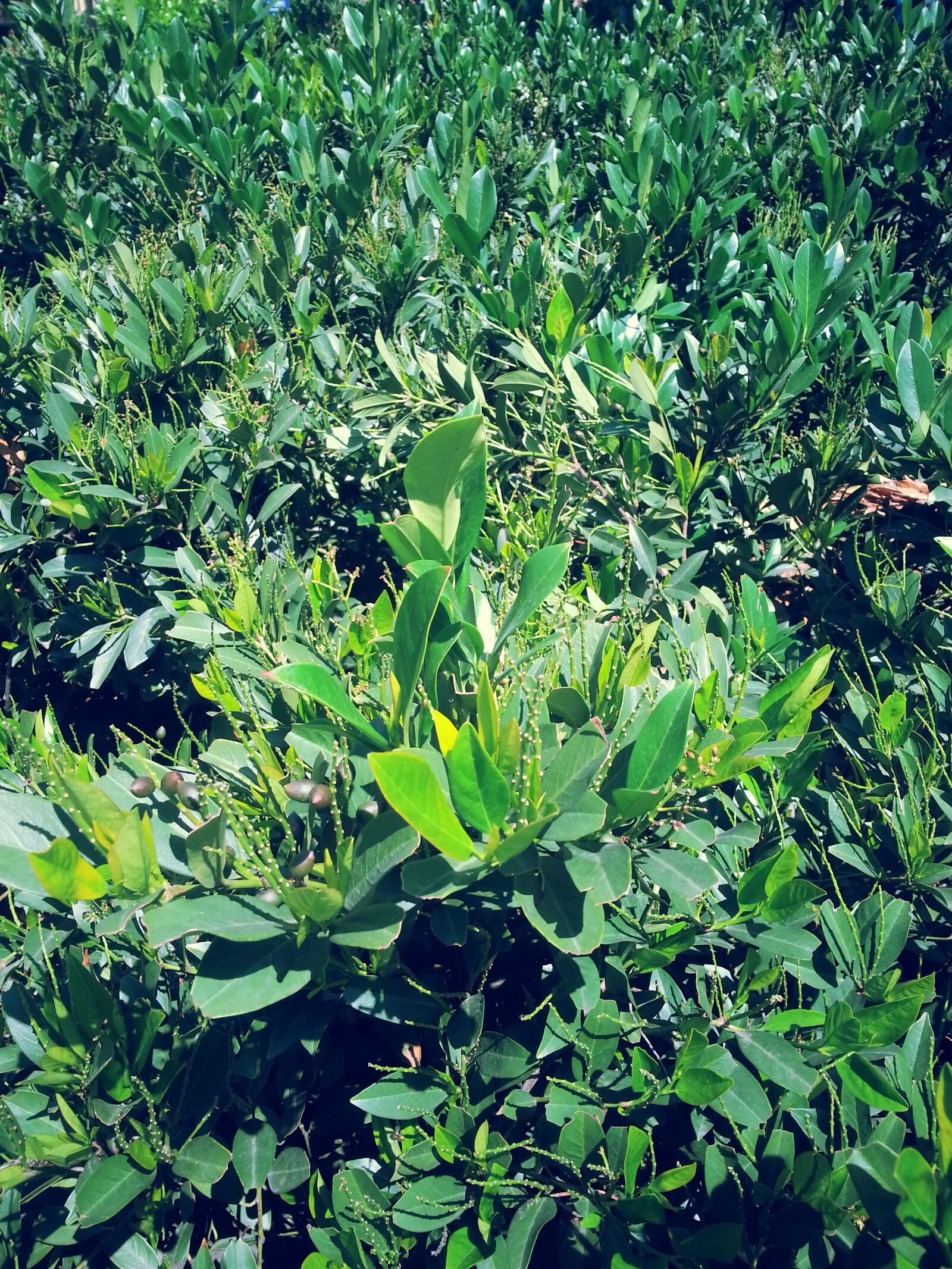 Samsung Galaxy S3 sample photo. Budapest, city, garden photography