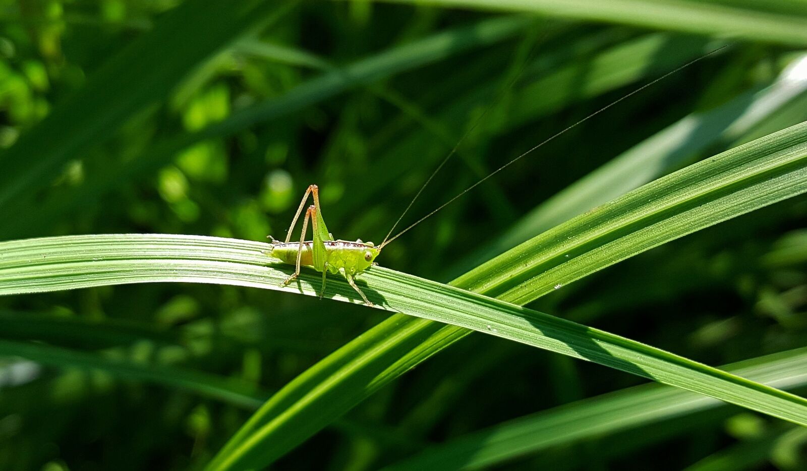 Samsung Galaxy Note5 sample photo. Grasshopper, katydid, meadow katydid photography