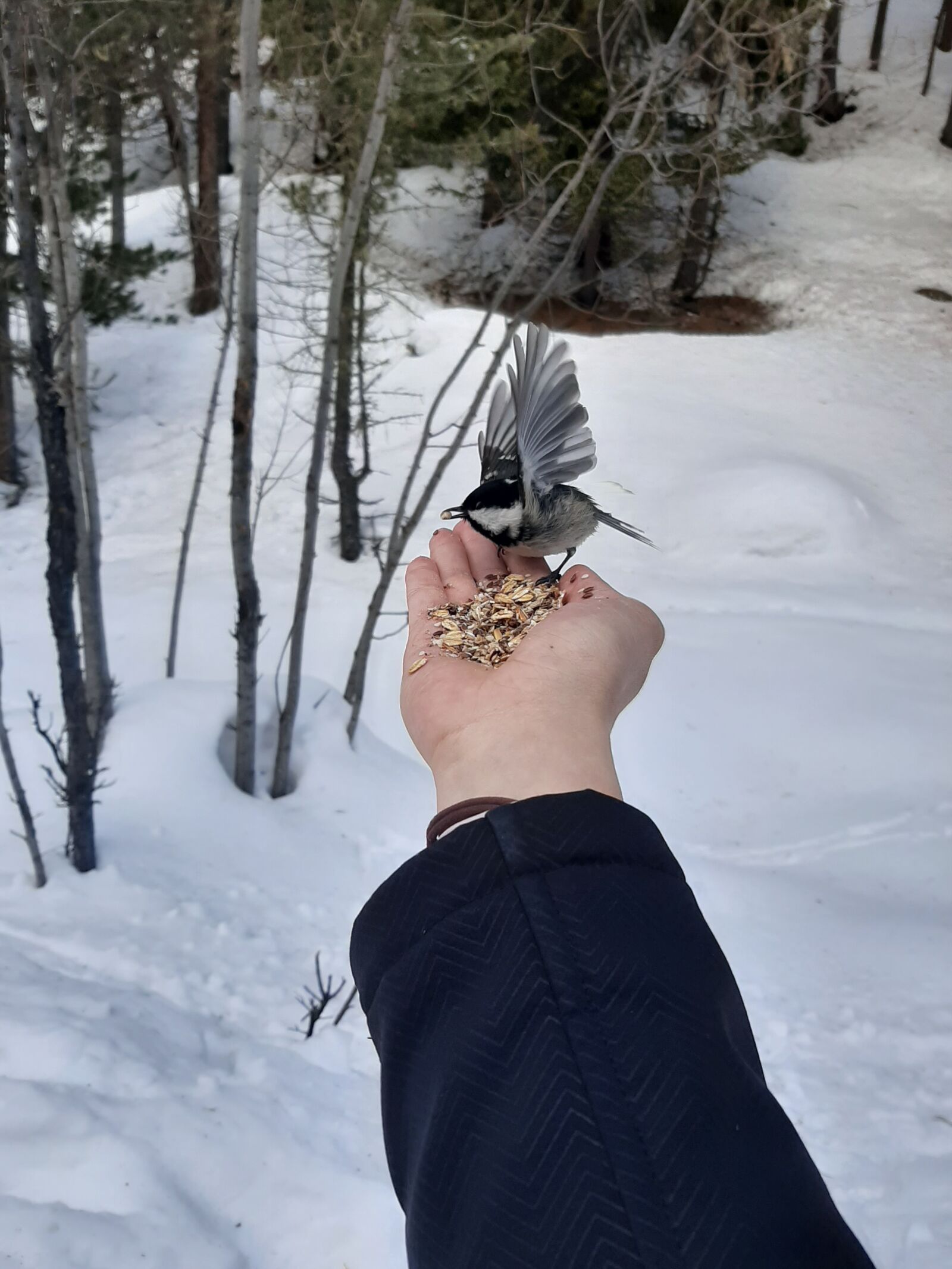 Samsung Galaxy A50 sample photo. Bird, switzerland, nature photography