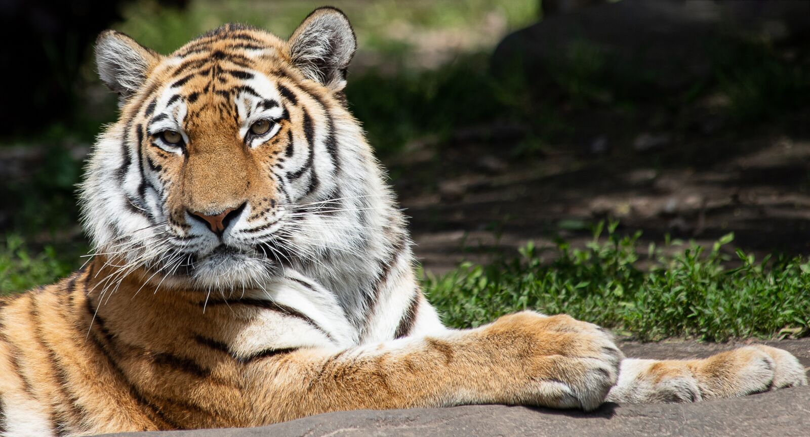 Canon EOS 6D Mark II sample photo. Tiger, siberian tiger, mammal photography