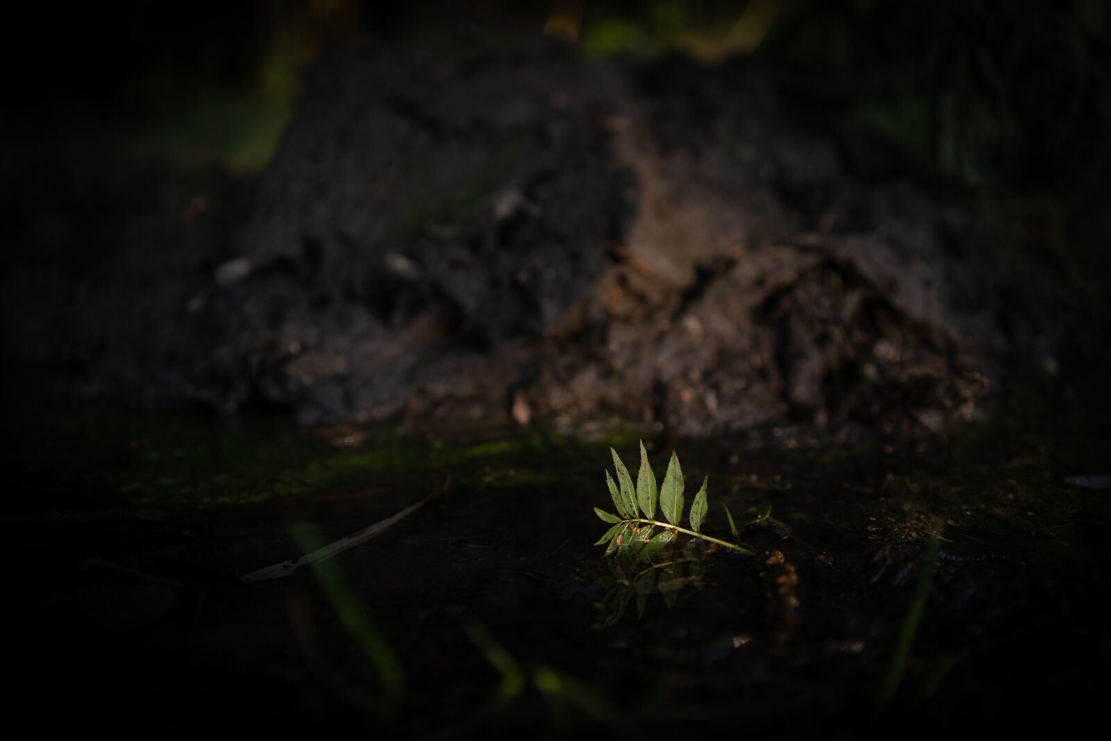 Sony a7 II sample photo