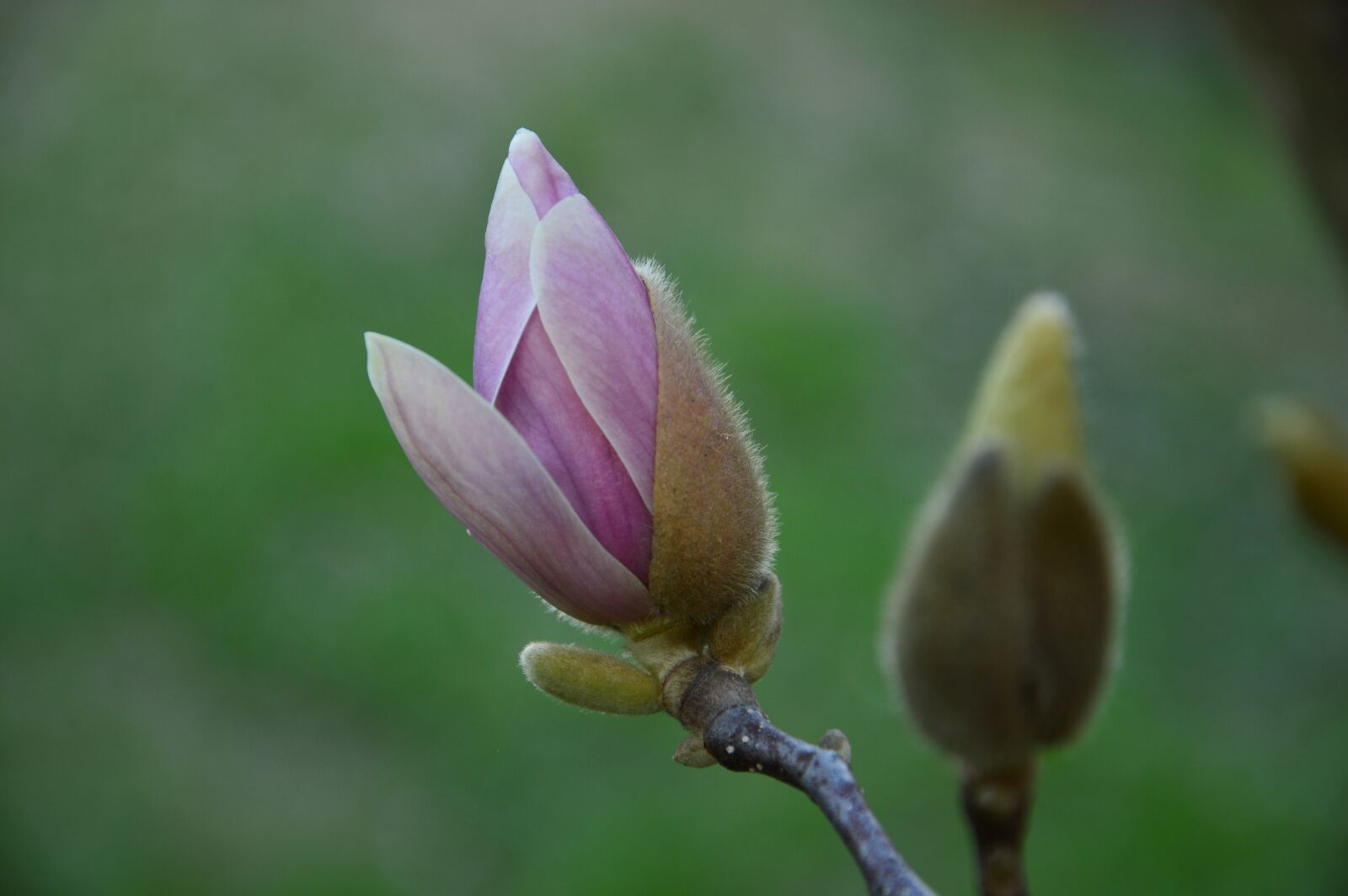 Nikon D3200 sample photo. Magnolia, summer, spring photography