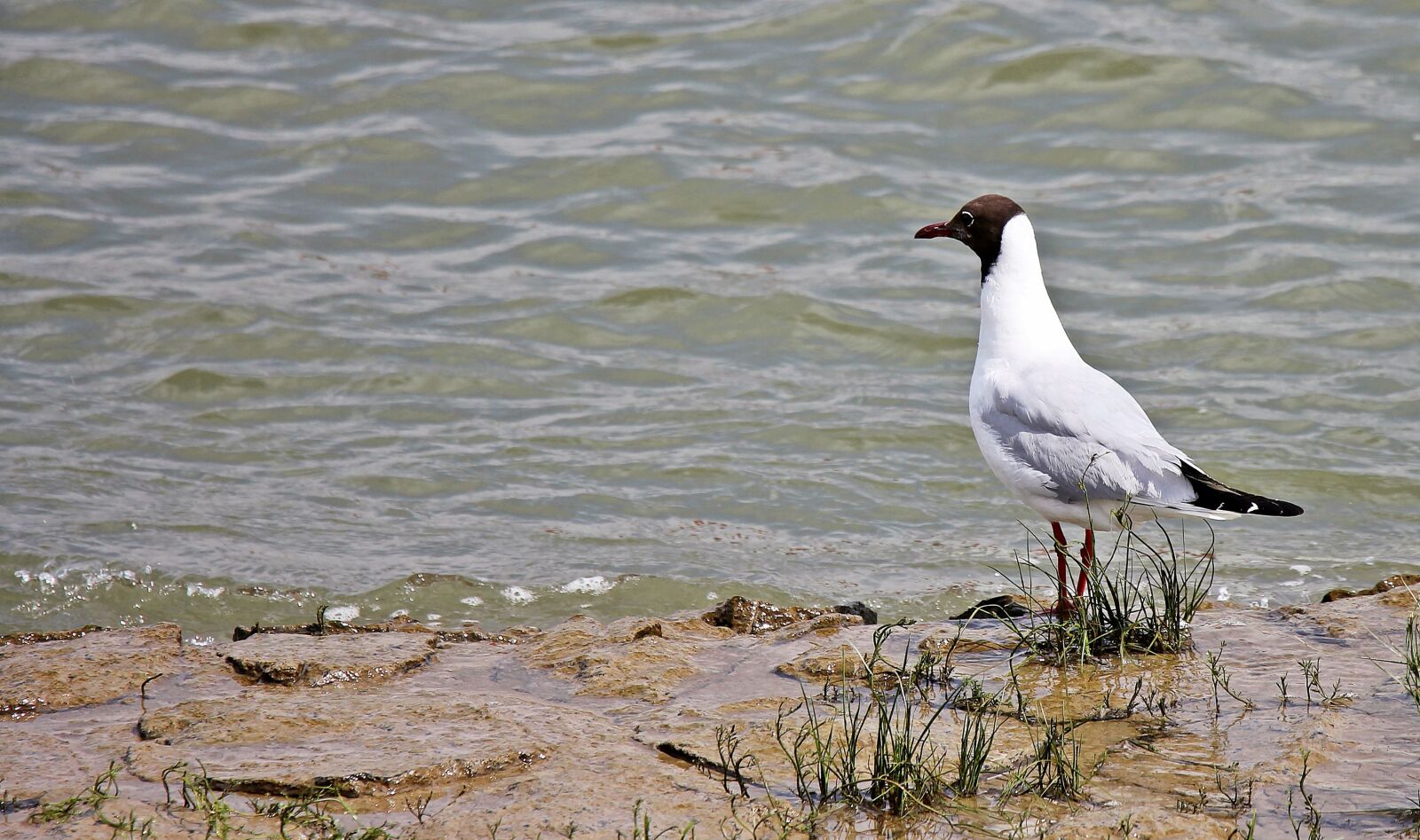 Canon EOS 550D (EOS Rebel T2i / EOS Kiss X4) sample photo. Wildlife, nature, bird, grass photography