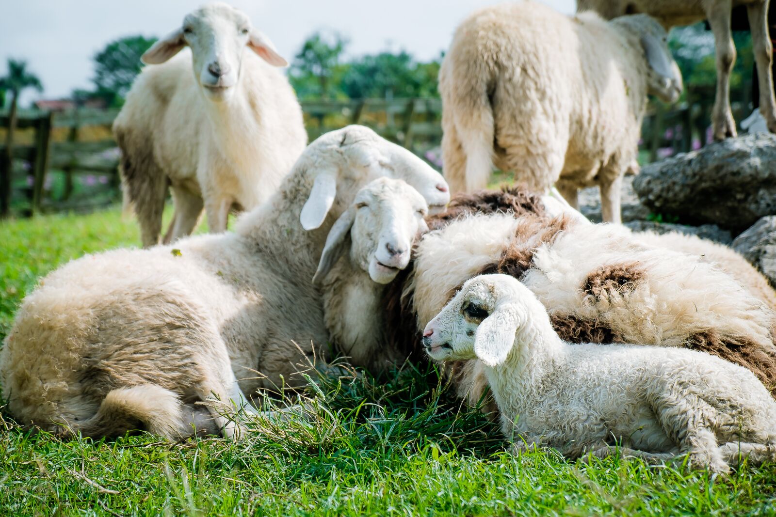 Fujifilm X-E2S sample photo. Sheep, meadow, white photography