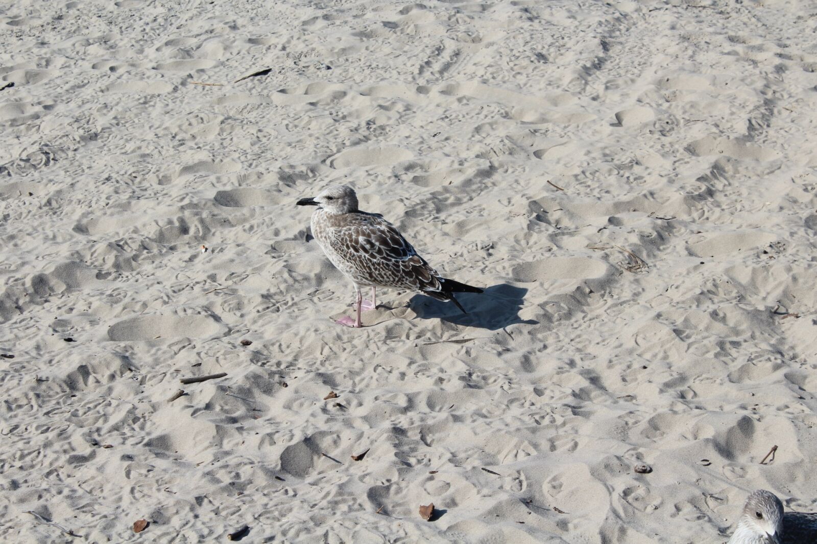 Canon EOS 1200D (EOS Rebel T5 / EOS Kiss X70 / EOS Hi) sample photo. Sand, beach, summer photography