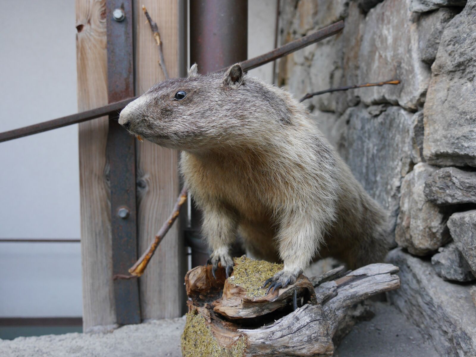 Panasonic Lumix DMC-G6 sample photo. Animal, marmot, euarchontoglires photography