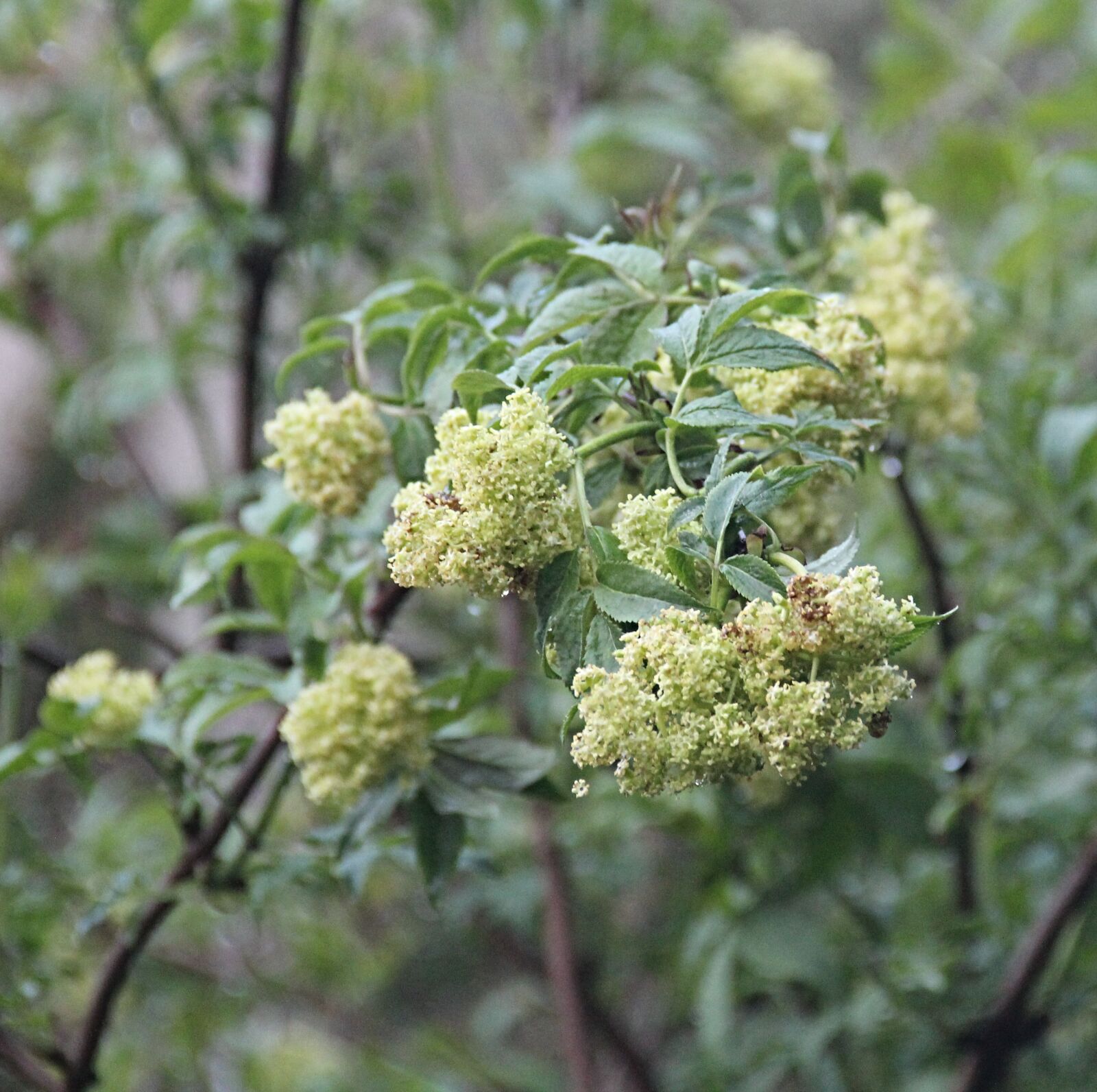 Canon EOS 550D (EOS Rebel T2i / EOS Kiss X4) sample photo. Without, zaharada, green photography