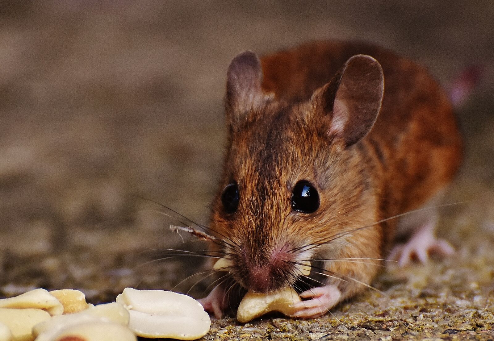 Nikon D7200 sample photo. Mouse, rodent, cute photography