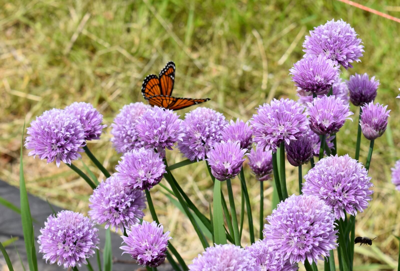 Nikon D5300 sample photo. Butterfly, chives, flowers photography