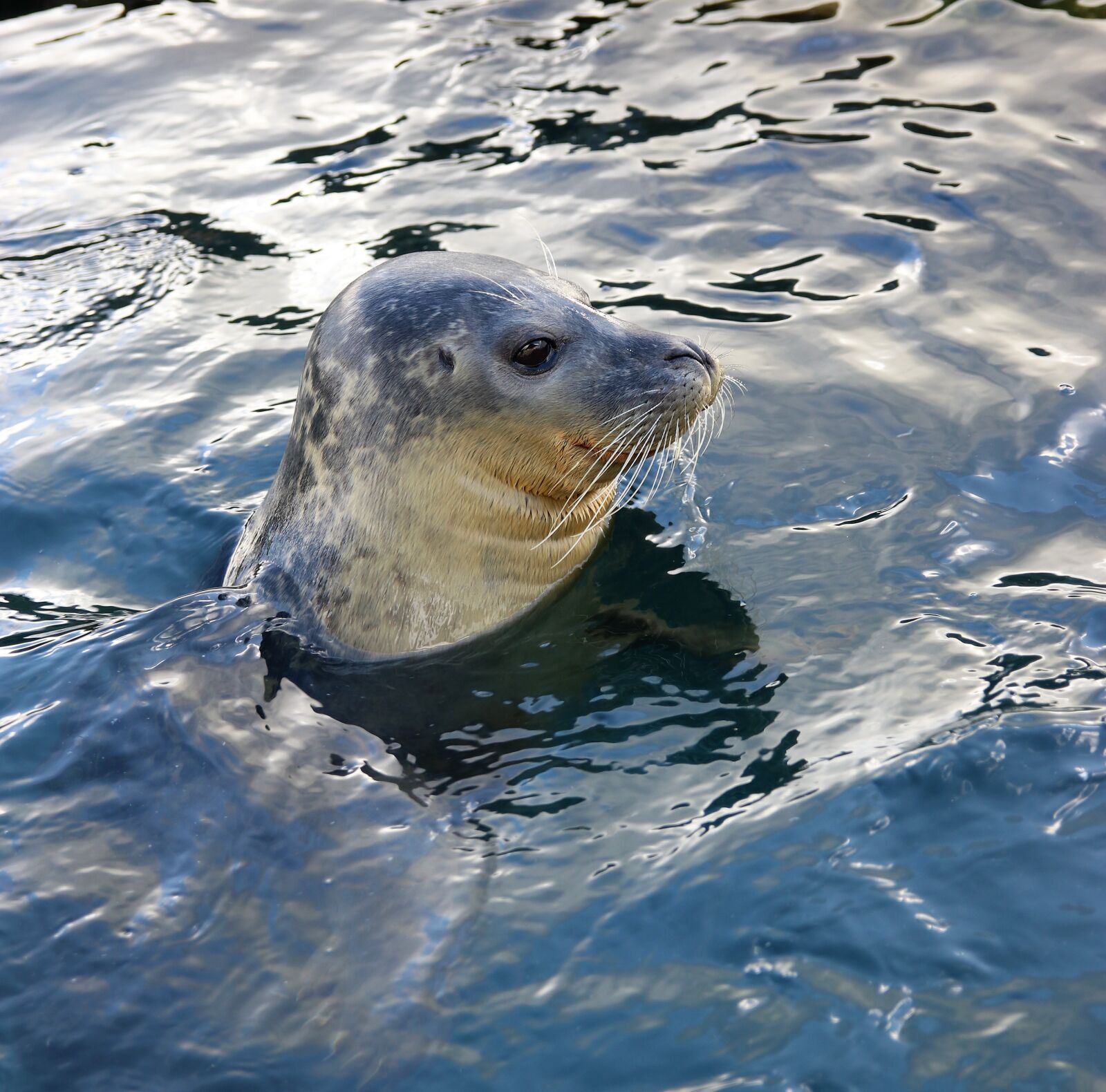 Canon EOS 80D sample photo. Sea lion, wildlife, water photography