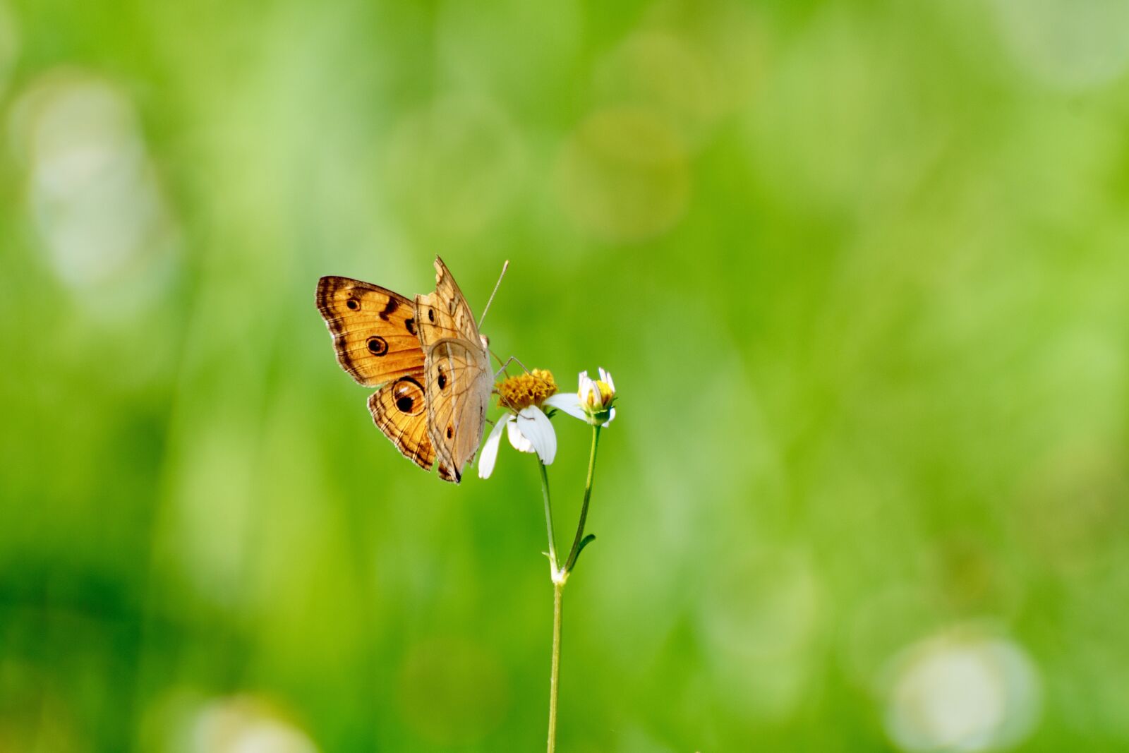 Nikon D7500 sample photo. Butterfly, animal, flower photography