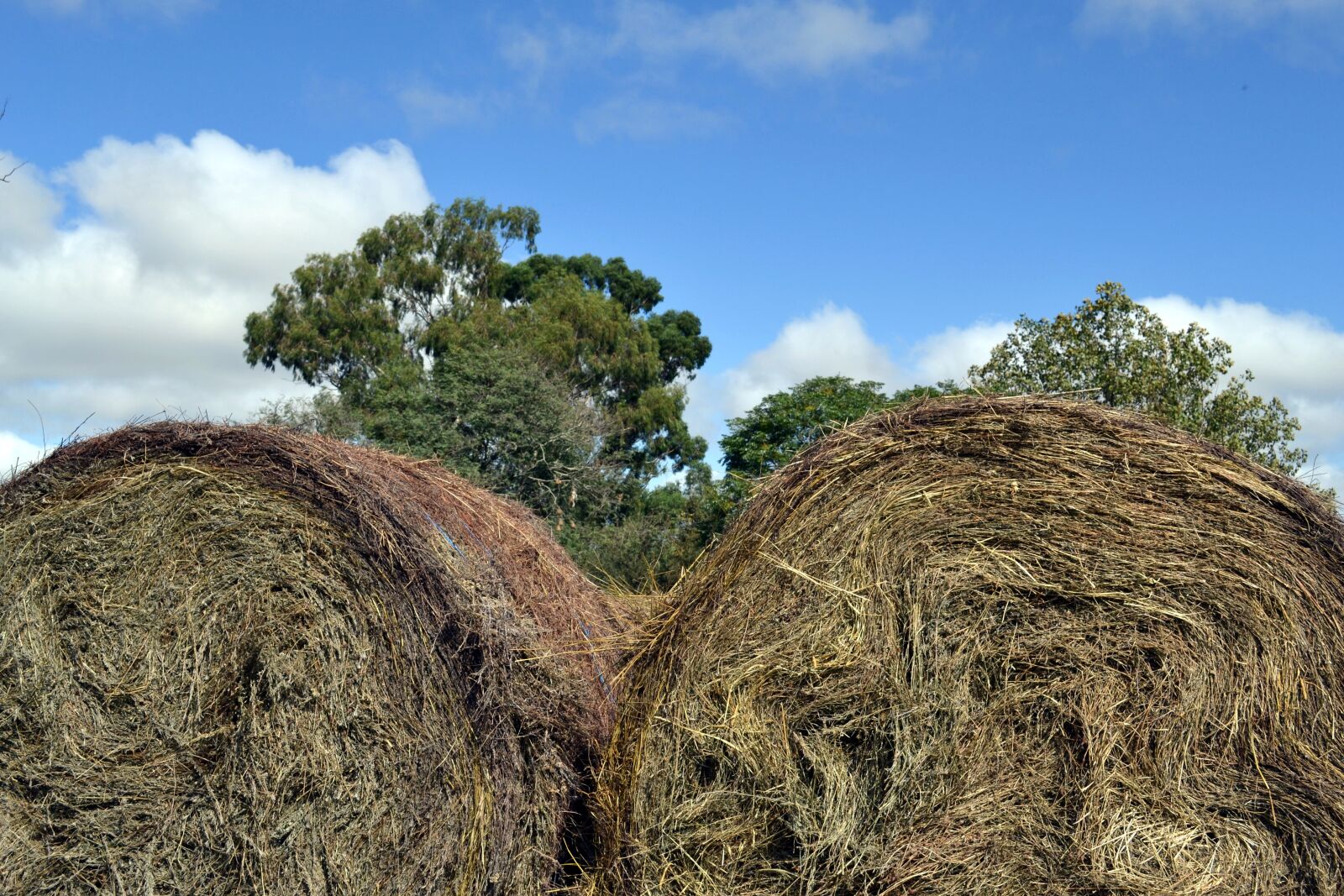 Nikon D3100 sample photo. Hay, farm, barn photography