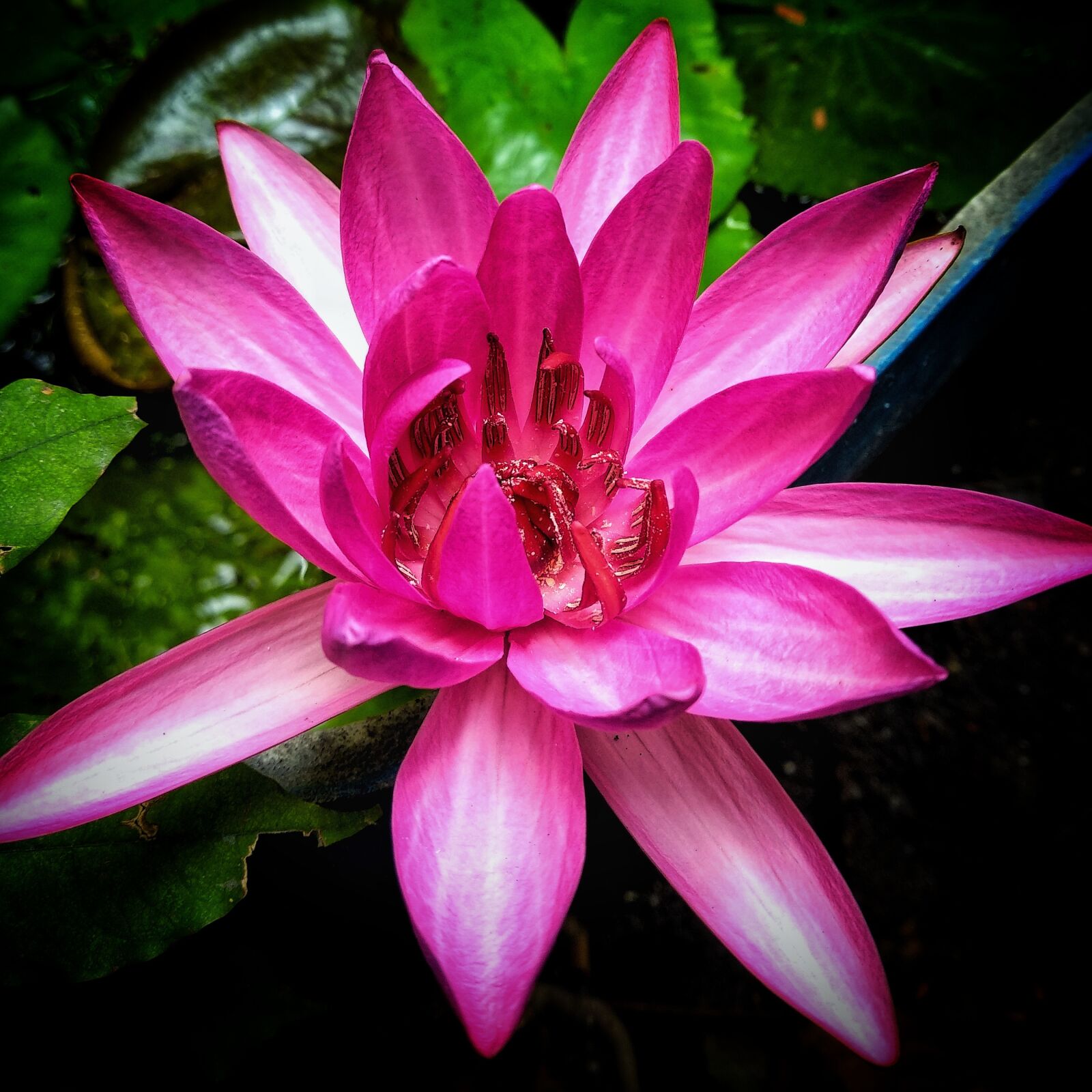 Xiaomi Mi A1 sample photo. Lily, shower water, color photography