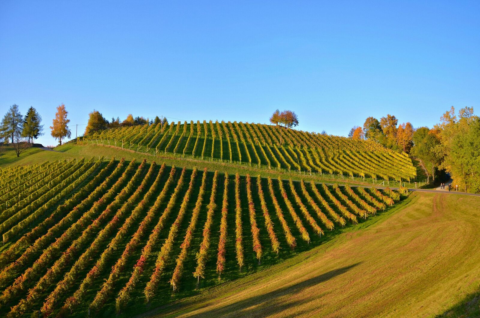 Nikon D5100 sample photo. Vineyard, autumn, autumn landscape photography