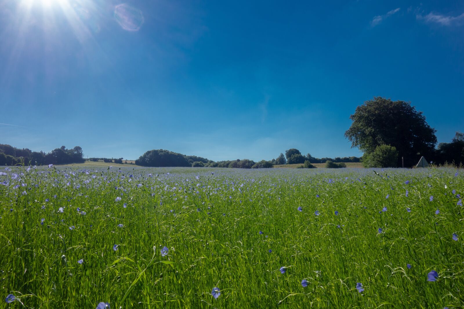 Sony Cyber-shot DSC-RX100 sample photo. Fields, lin, normandy photography