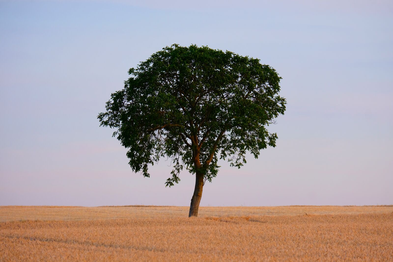 Fujifilm X-T20 sample photo. Tree, alone, nature photography