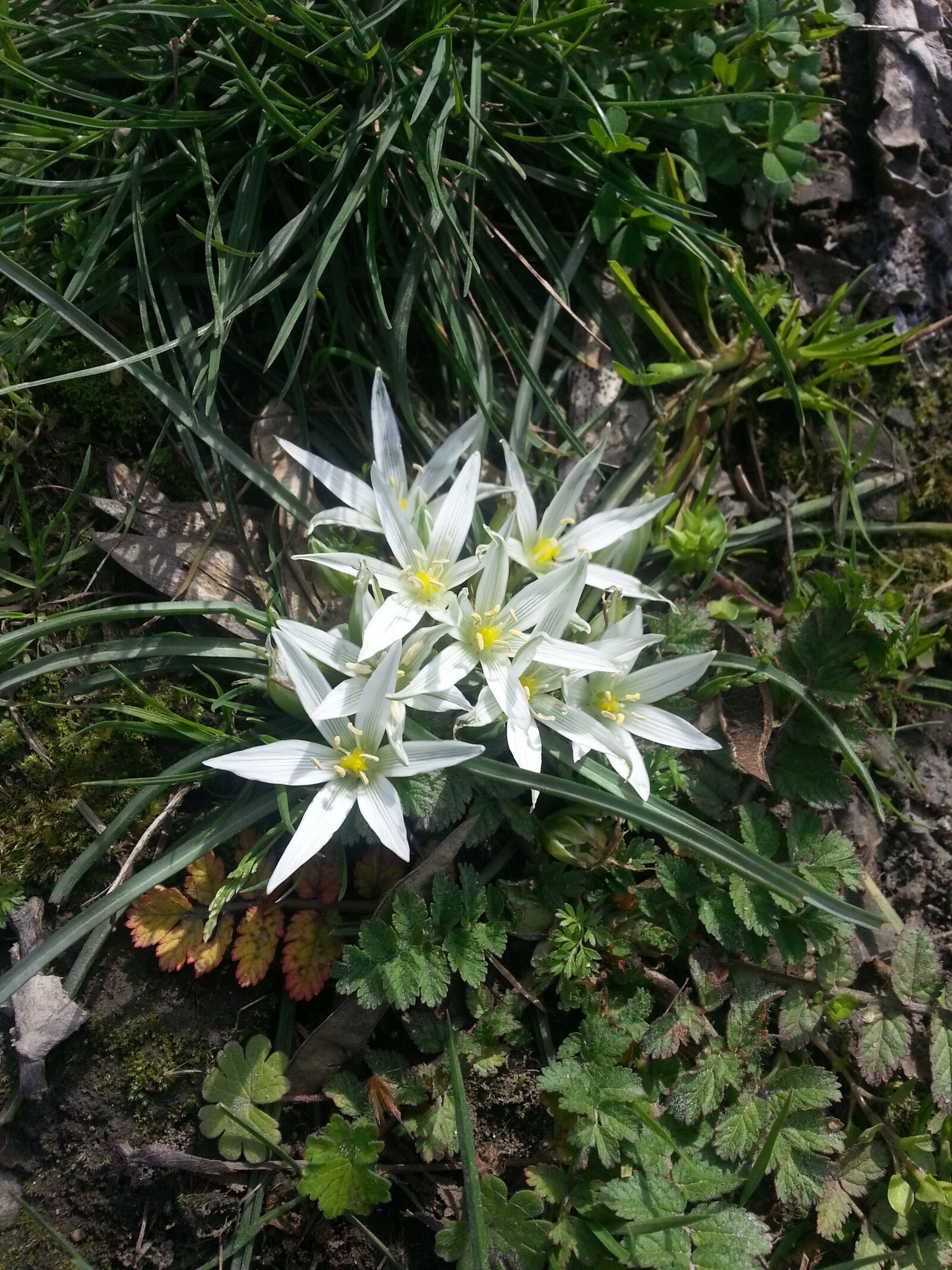 Samsung Galaxy Note2 sample photo. Wild, flower, white photography