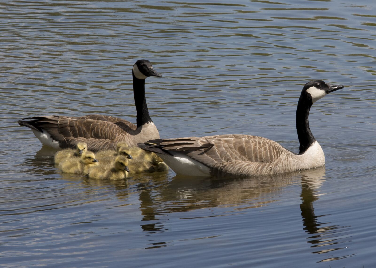 Olympus OM-D E-M5 + Olympus M.Zuiko Digital ED 40-150mm F2.8 Pro sample photo. Canadian geese, goose, canadian photography