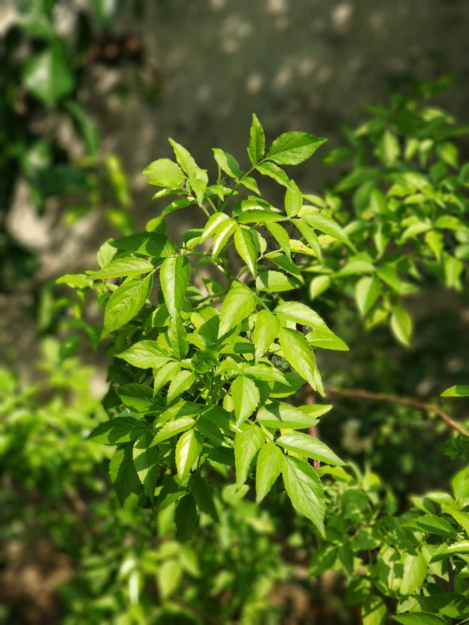 Xiaomi MI6 sample photo. Green, leaf, natur photography