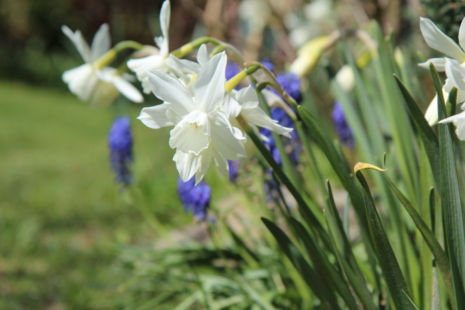 Canon EOS 600D (Rebel EOS T3i / EOS Kiss X5) sample photo. Narcissus, flowers, spring photography
