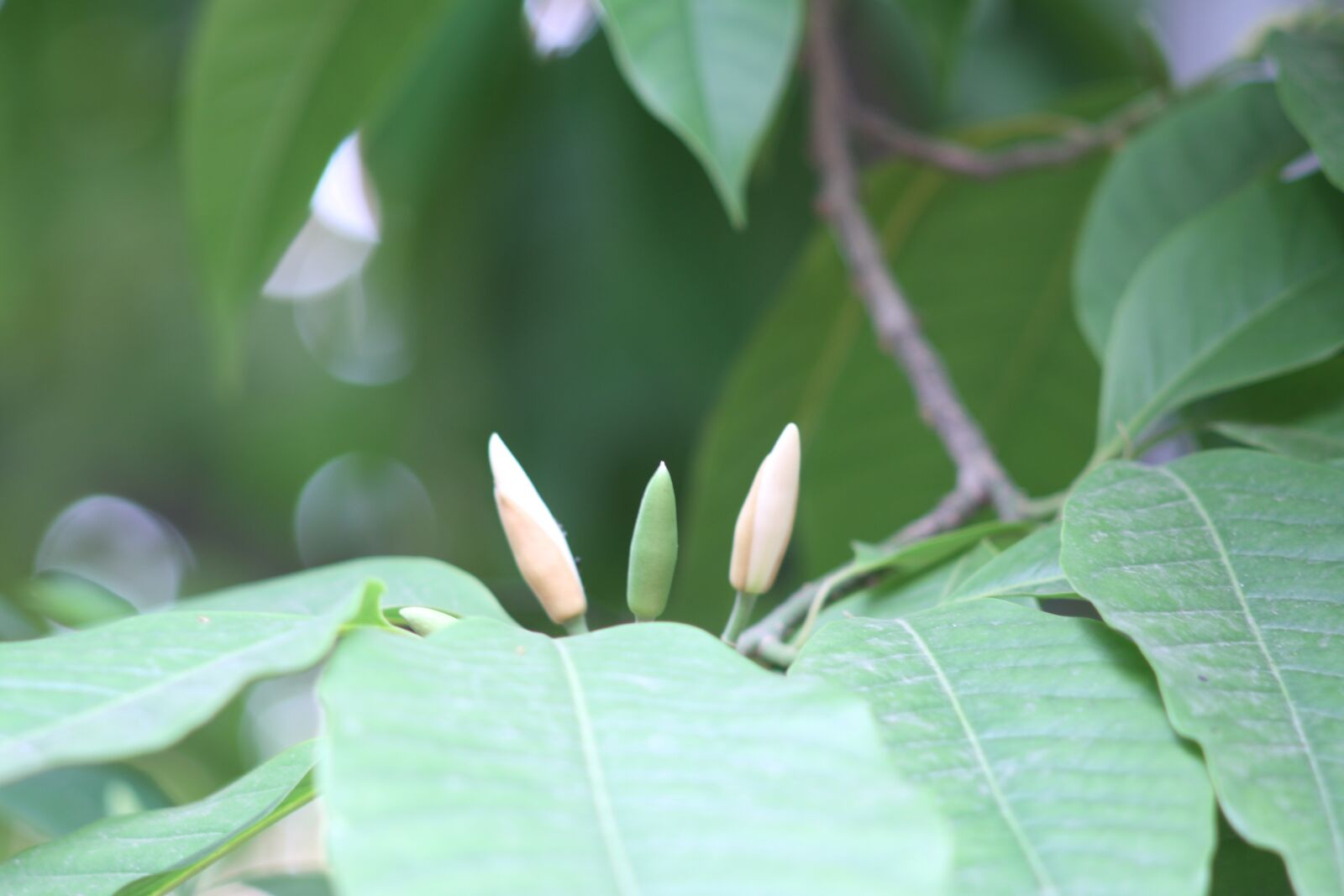 Canon EOS 50D sample photo. White champaca, mf lens photography