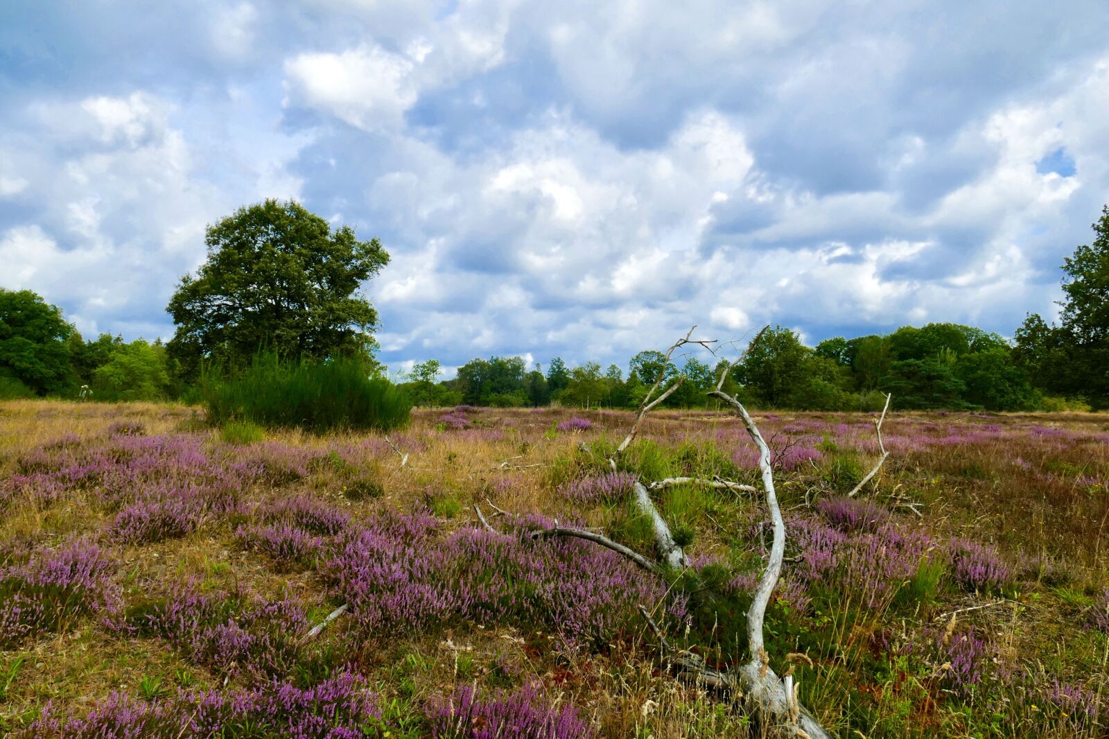 Panasonic Lumix DMC-FZ1000 sample photo. Heide, bloom, purple photography