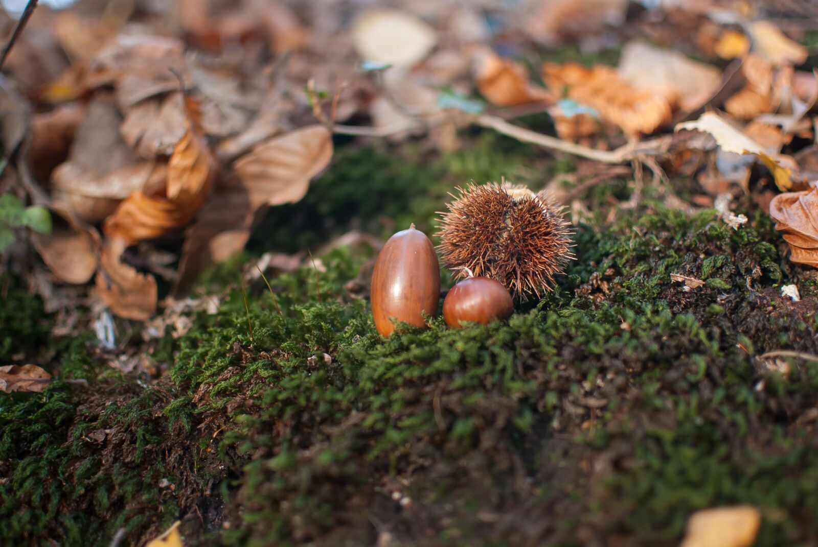 Nikon D80 sample photo. Acorn, chestnut, fall photography
