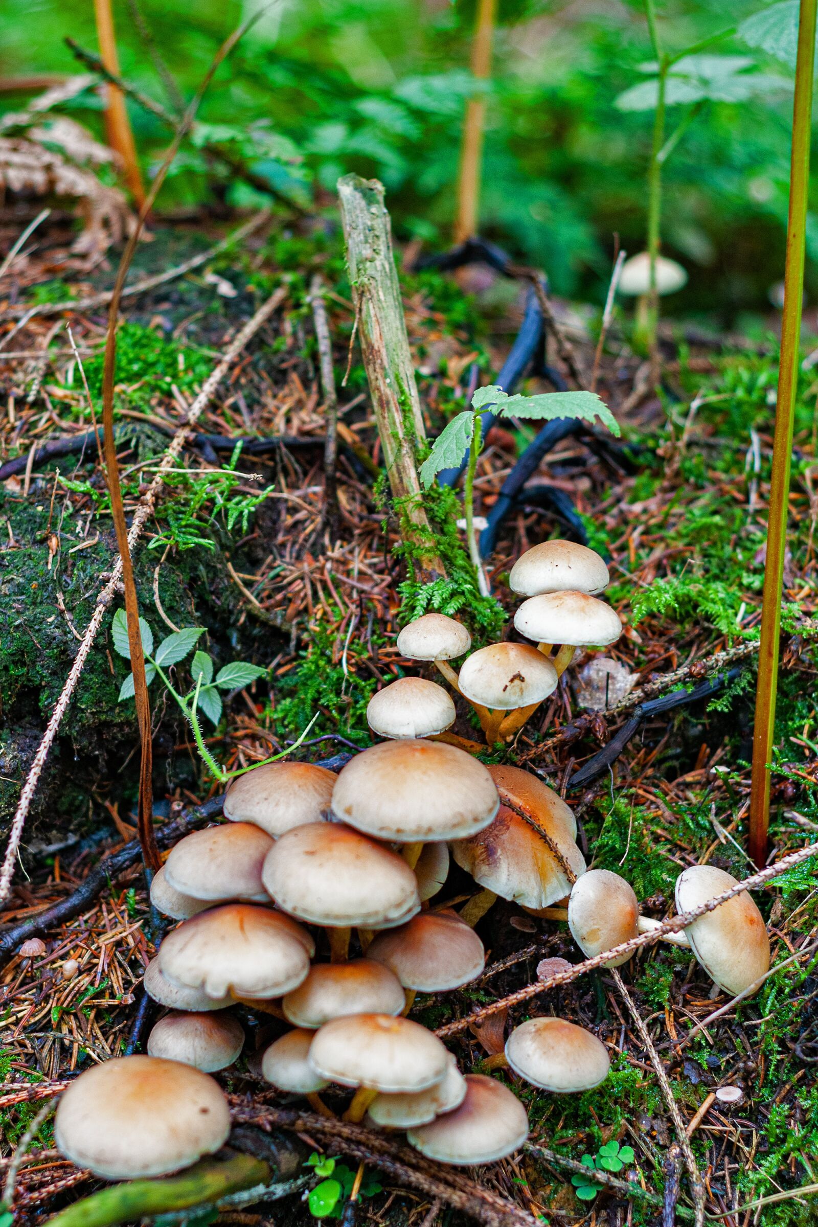 Nikon D300S sample photo. Mushroom, autumn, forest photography