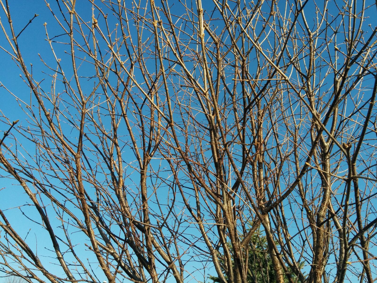LG Nexus 5 sample photo. Branches, tree, spring photography