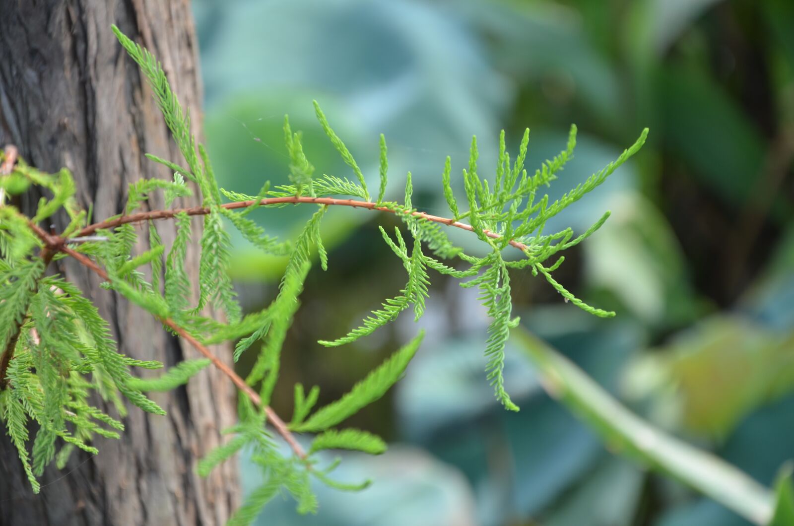 Nikon D7000 sample photo. Pine, trees, pine tree photography