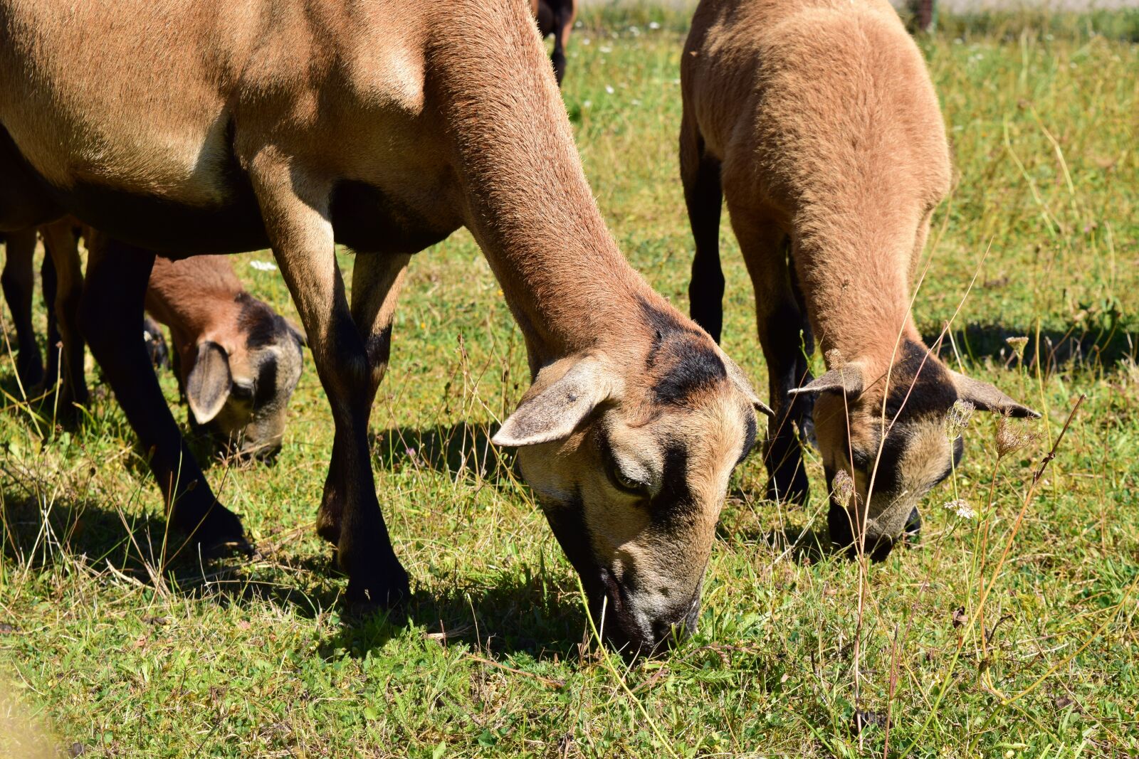 Nikon D3300 sample photo. Goats, animals, nature photography