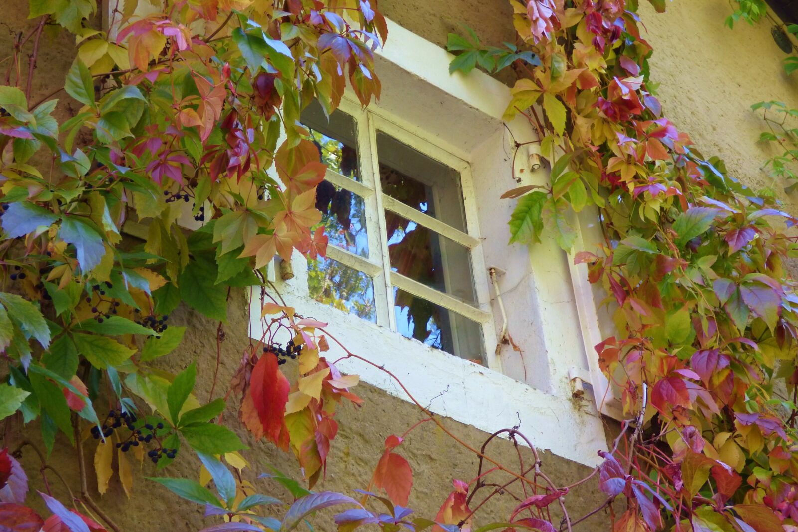 Panasonic DMC-FZ72 sample photo. Window, leaves, overgrown photography