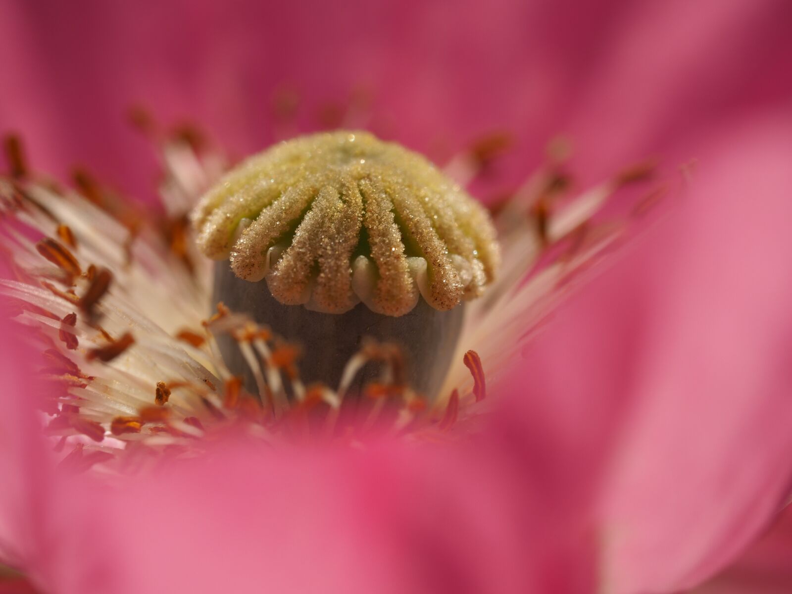 Olympus OM-D E-M10 II + Olympus M.Zuiko Digital ED 60mm F2.8 Macro sample photo. Poppy, blossom, bloom photography