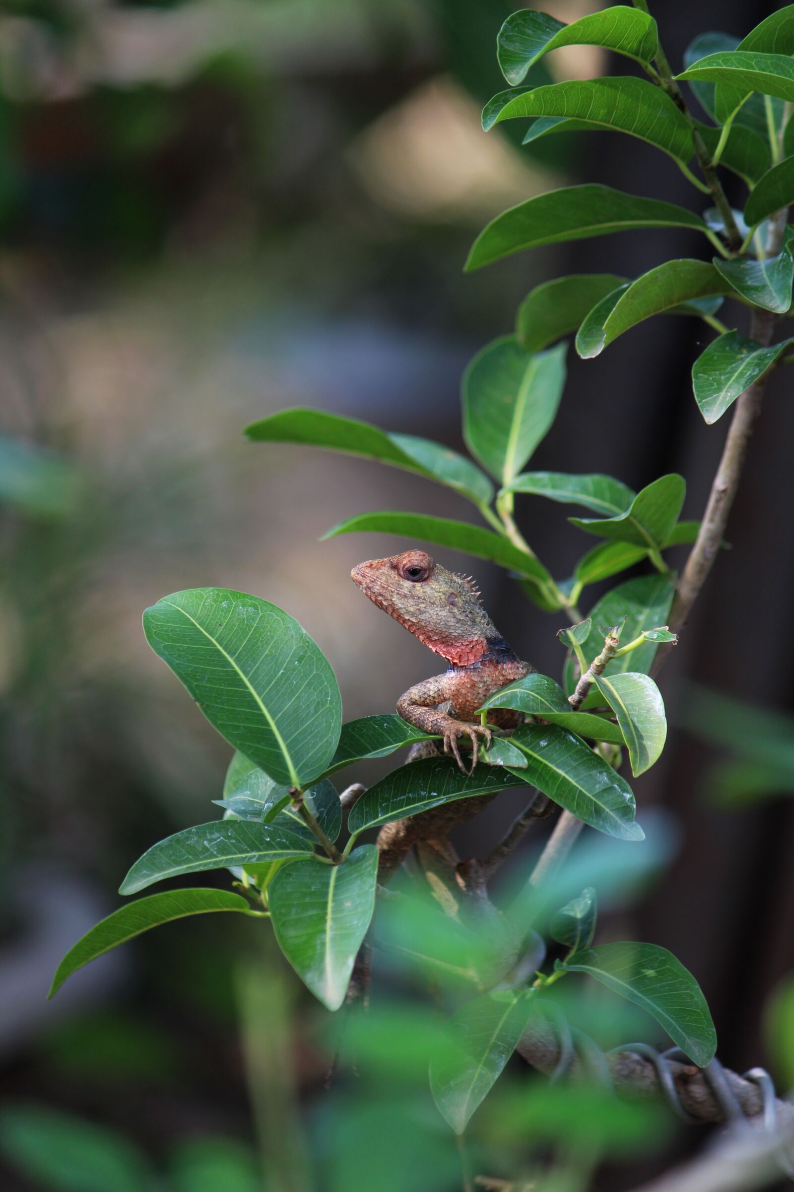 Canon EOS 1300D (EOS Rebel T6 / EOS Kiss X80) sample photo. Chameleon, nature, india photography