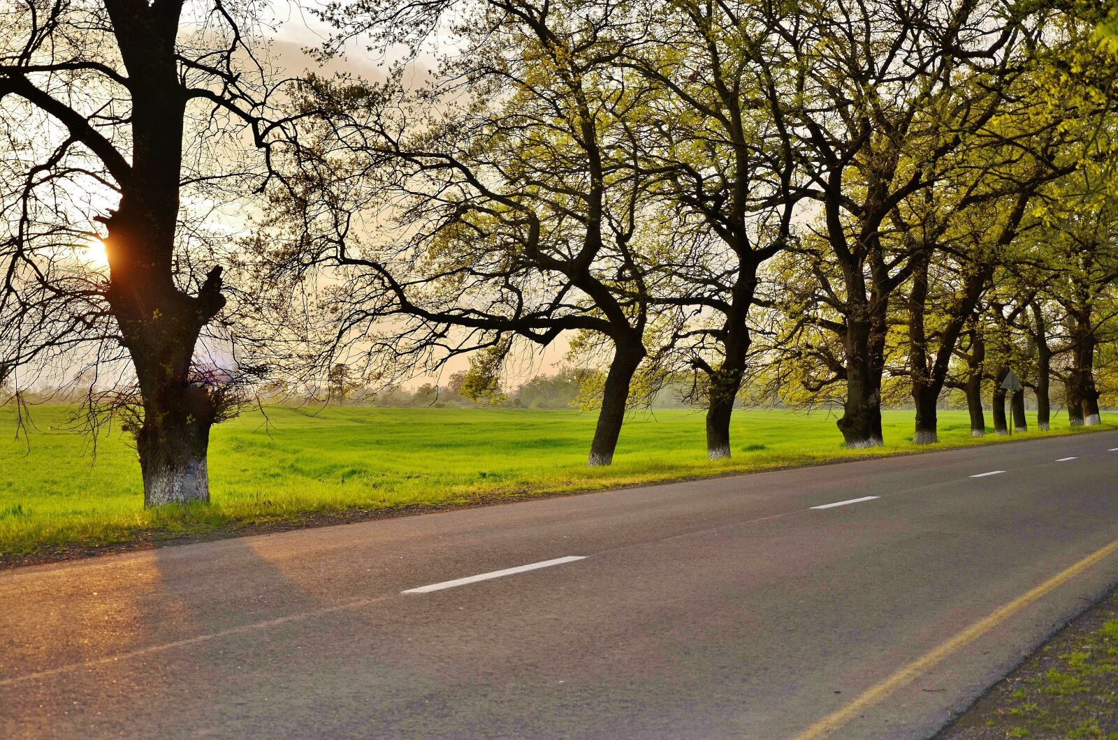 Nikon D7000 sample photo. Tree, landscape, nature photography