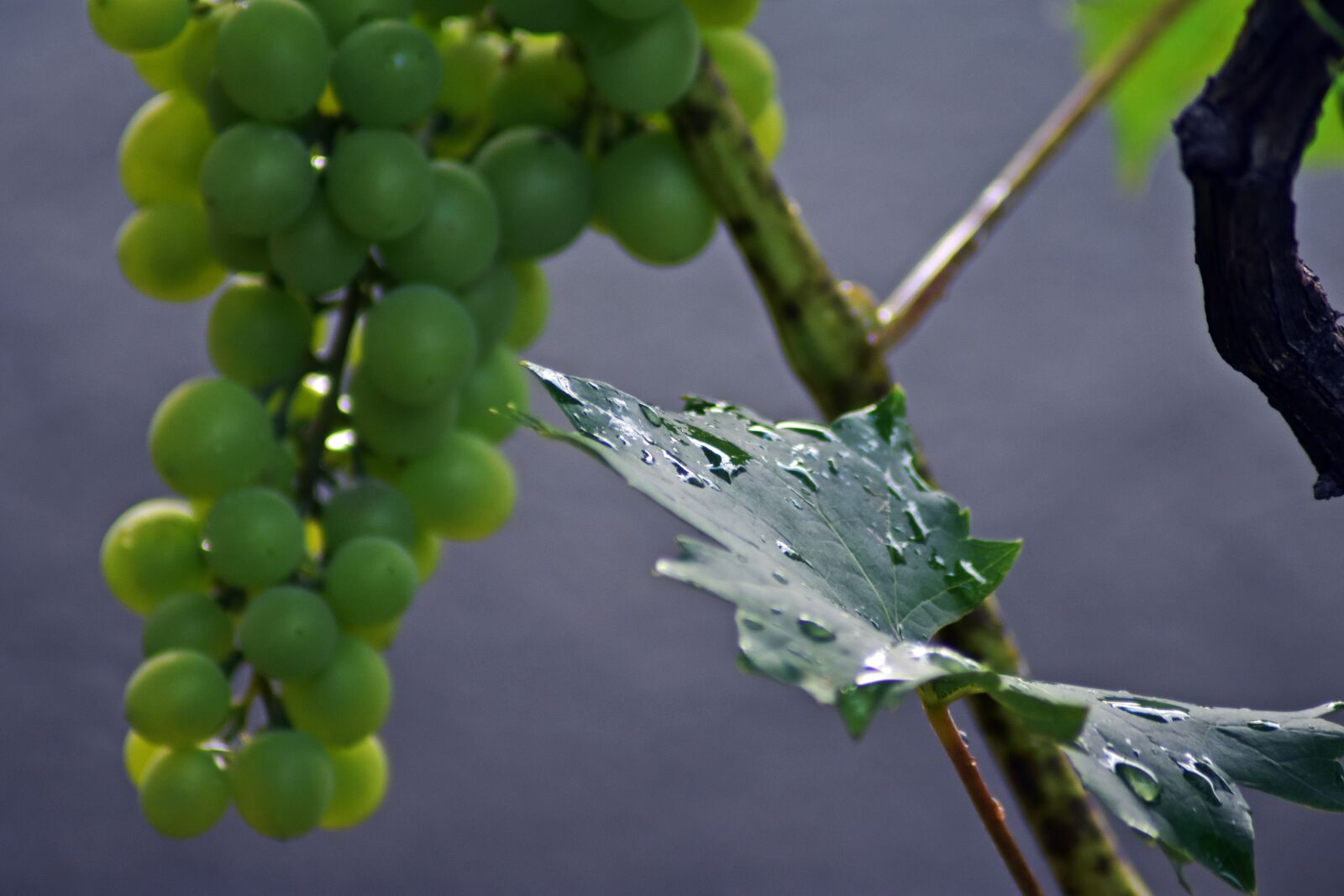 Nikon D3400 sample photo. Grape, fruit, vitamin photography