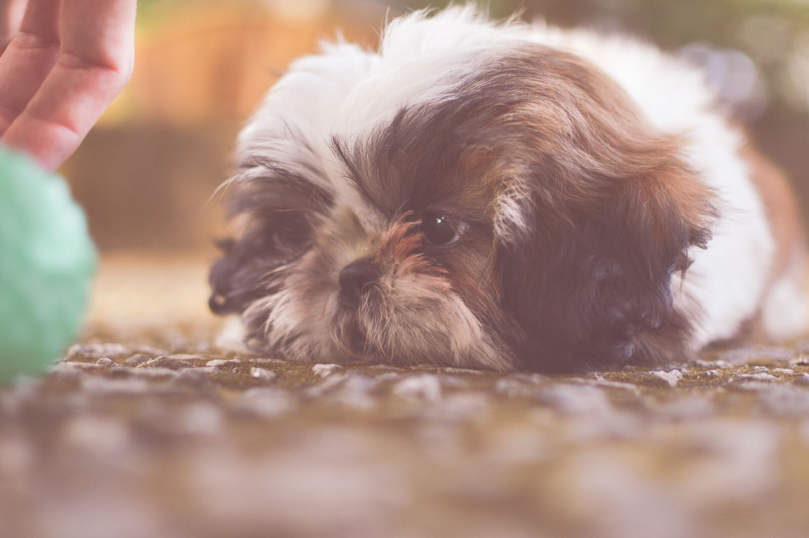 Nikon D3200 + Nikon AF-S DX Nikkor 35mm F1.8G sample photo. Animal, blur, canine, close photography