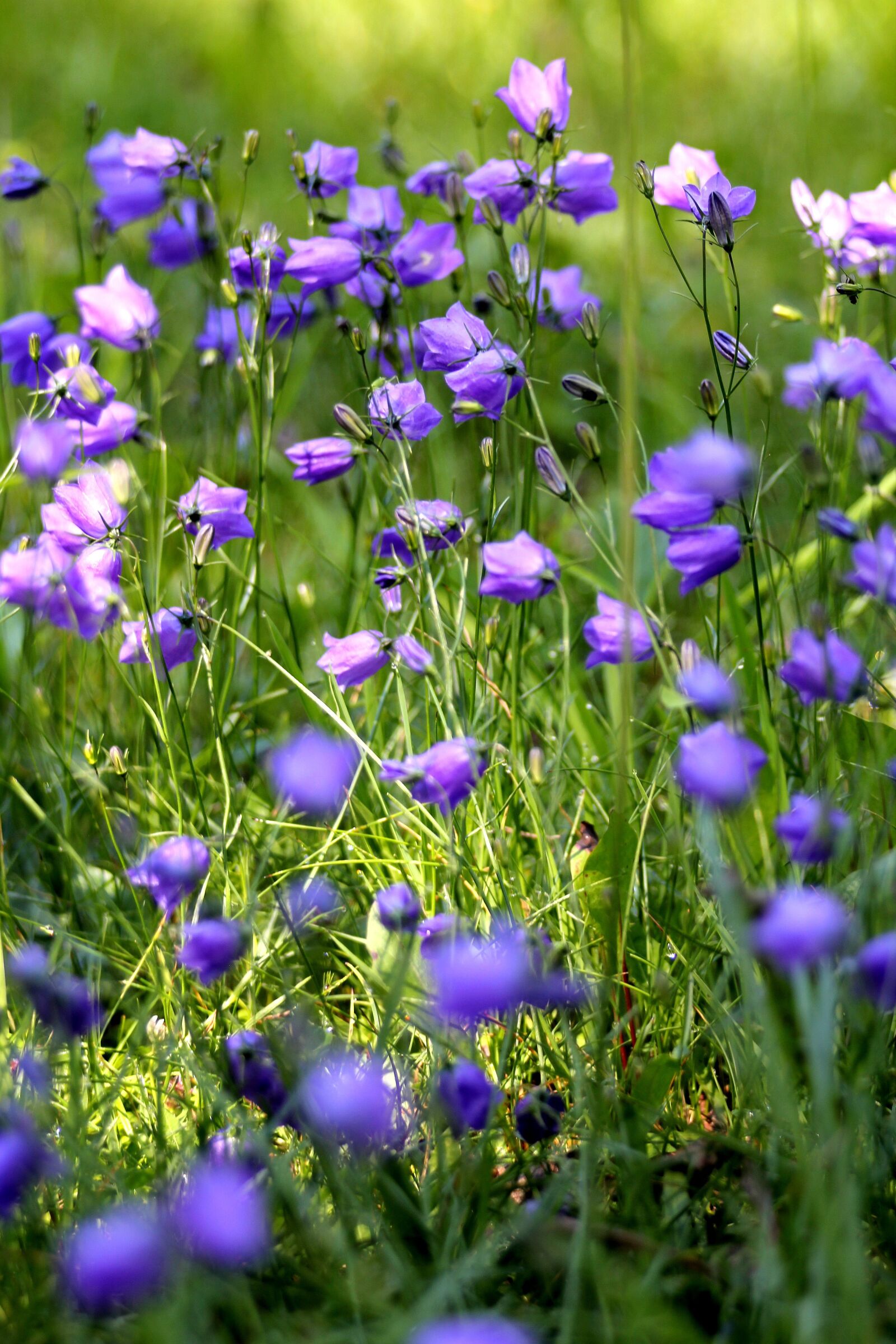 Canon EOS 550D (EOS Rebel T2i / EOS Kiss X4) sample photo. Campanula, nature, bellflower photography