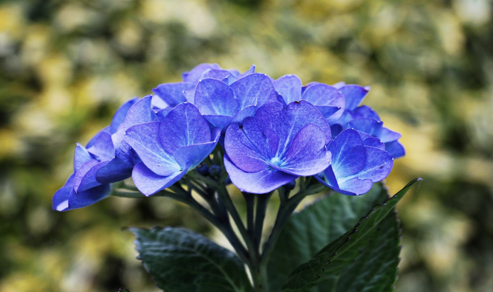 Canon EOS 550D (EOS Rebel T2i / EOS Kiss X4) sample photo. Hydrangea, flower, ornamental flower photography