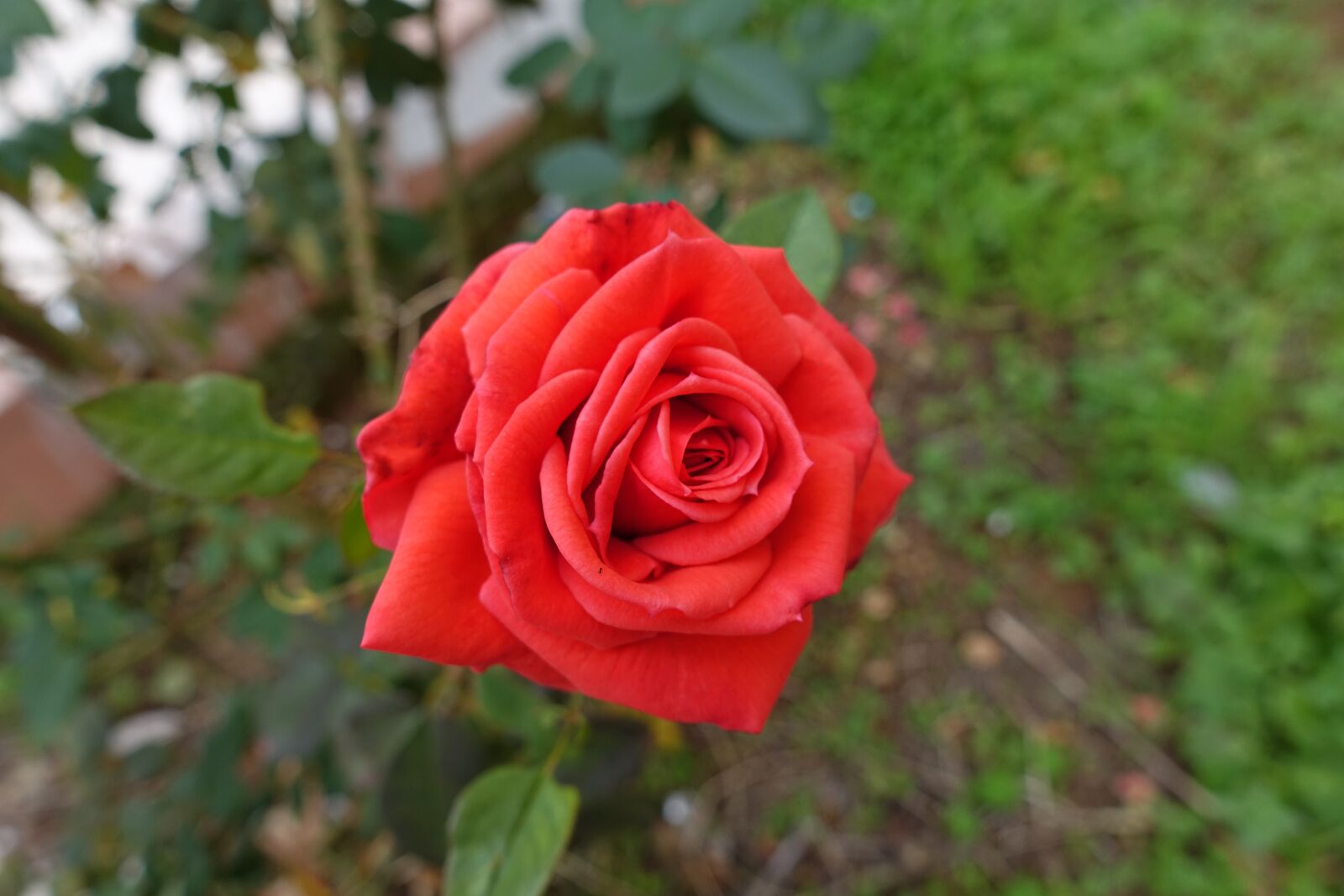 Sony Cyber-shot DSC-RX100 IV sample photo. Rose, red, flower photography