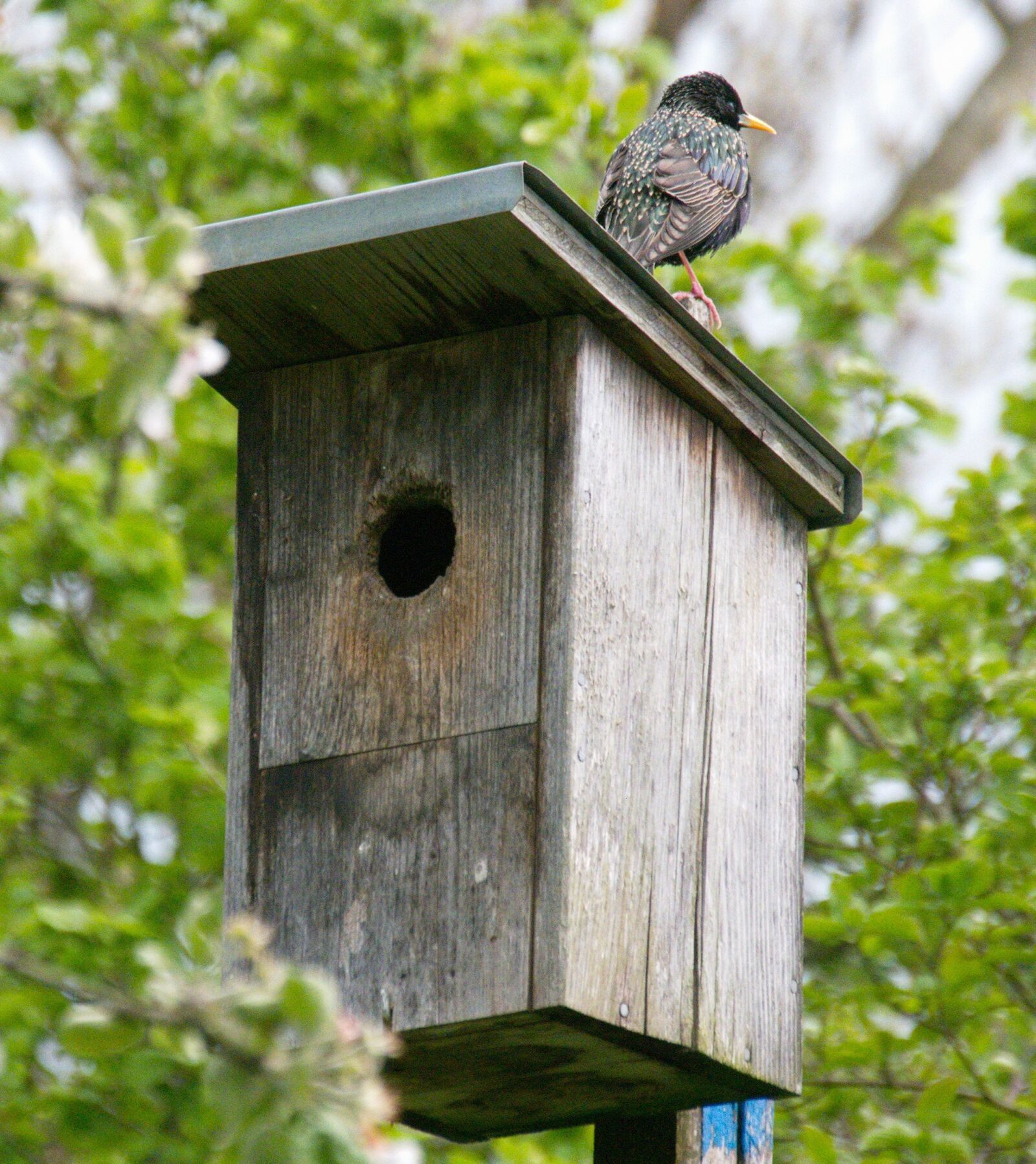 Panasonic Lumix DMC-G6 sample photo. Aviary, animal, bird photography