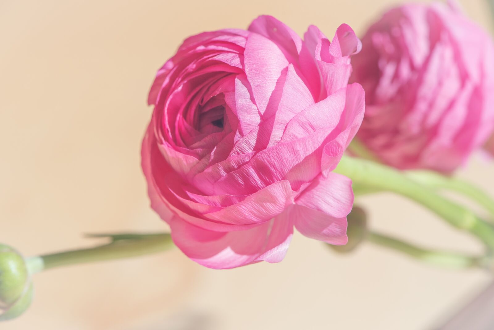 Nikon D750 sample photo. Ranunculus, pink, blossom photography
