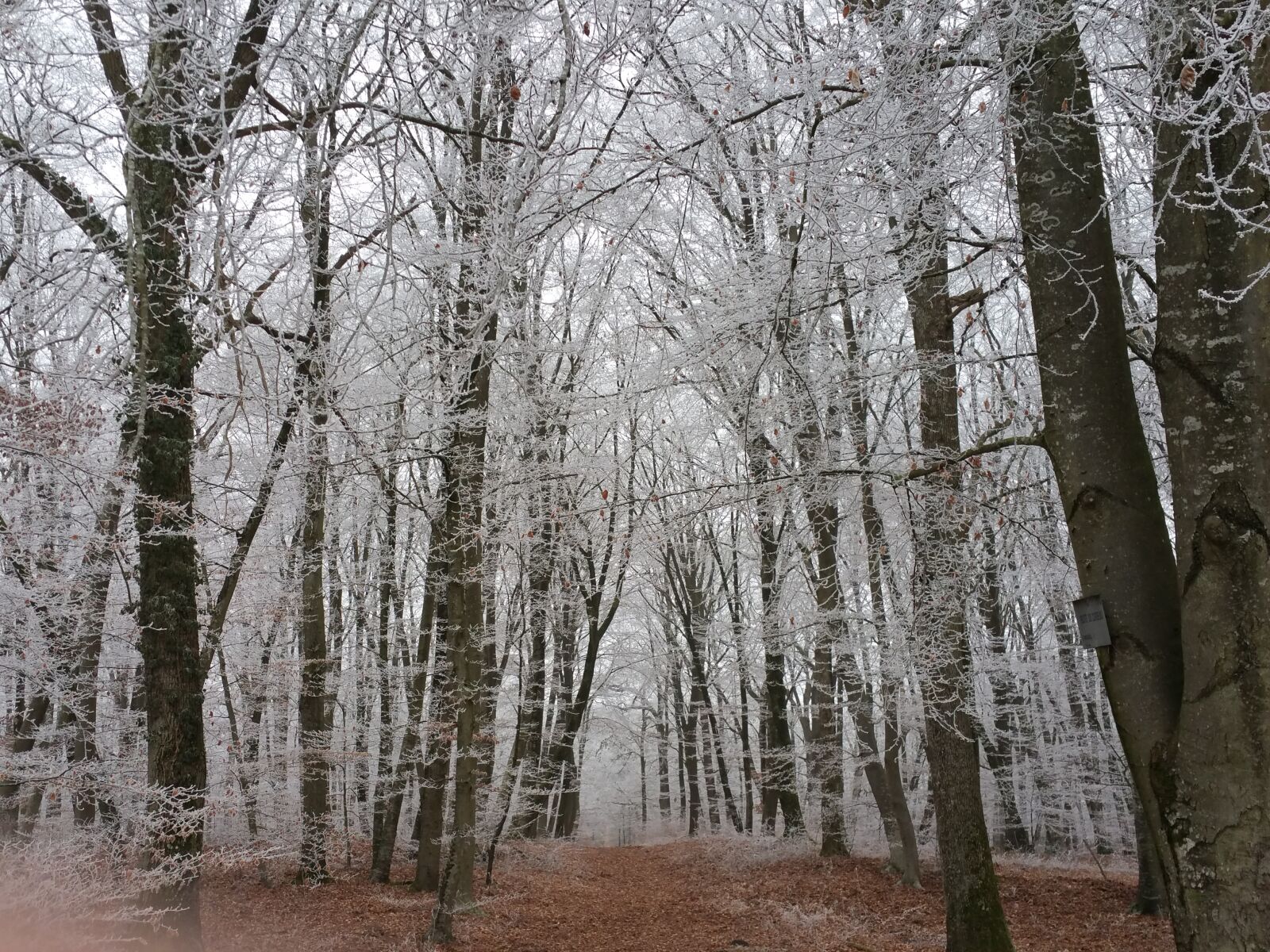 Samsung Galaxy Note4 sample photo. Forest, trees, winter photography